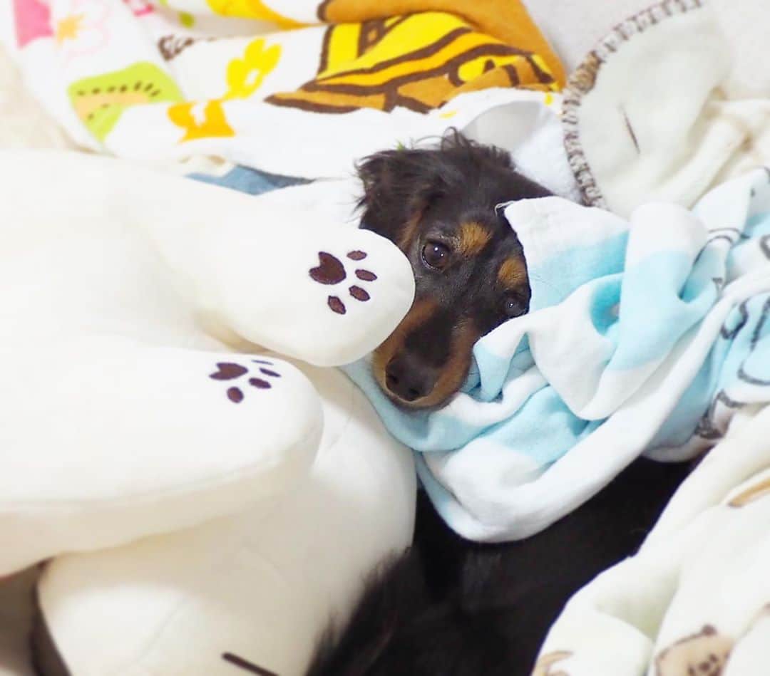 Sora Momoさんのインスタグラム写真 - (Sora MomoInstagram)「ももどうしたらいいのー🐶💦 ☺︎ ももがベッドで寝ようとしてたら そらが大きなミケちゃん持ってきて ベッドにどーんと置いていっちゃった💦 ☺︎ これどうしたらいいの〜🐶💦 ってこのままずっと固まってるももが可愛いくて😂 しばらくこのままにしてたら そらが戻ってきてミケちゃんぶんぶん振り回しながら持って行きました ☺︎ 何だったの？って顔のもも そらはももが喜んでくれると思って持って来たんだと思うよ😄 ☺︎ #大きなミケちゃんのぬいぐるみ#そらのお気に入り#僕の可愛いももちゃん#貸してあげるよ #一緒に寝てね#そう言われても#ももどうしたらいいの#困惑#自分で被ったタオル#首に巻いてる#毎日笑える#仲良し#そらともも #ダックス #ミニチュアダックス #dacshund #miniaturedachshund」10月13日 22時51分 - teratera_sorapu_