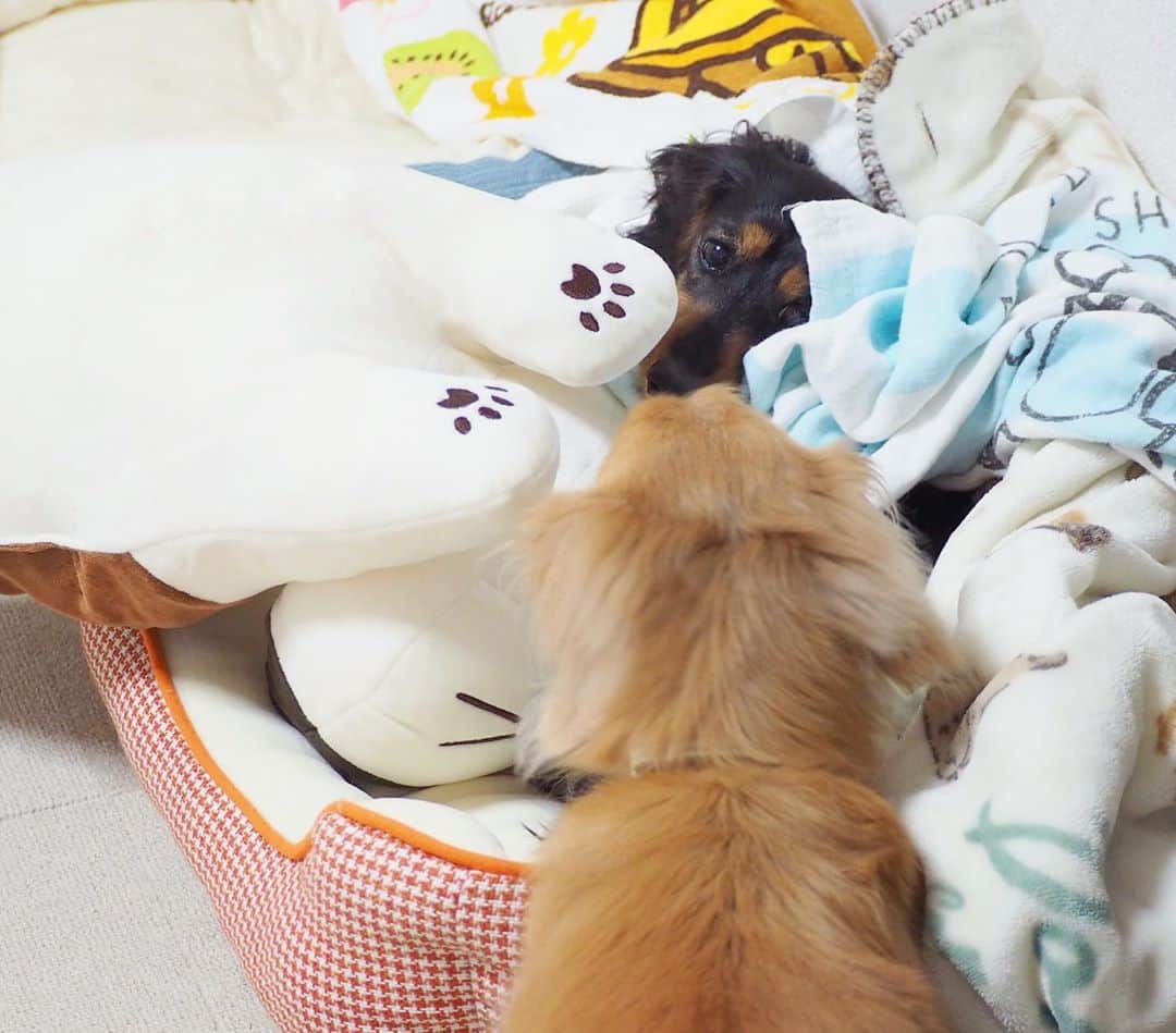 Sora Momoさんのインスタグラム写真 - (Sora MomoInstagram)「ももどうしたらいいのー🐶💦 ☺︎ ももがベッドで寝ようとしてたら そらが大きなミケちゃん持ってきて ベッドにどーんと置いていっちゃった💦 ☺︎ これどうしたらいいの〜🐶💦 ってこのままずっと固まってるももが可愛いくて😂 しばらくこのままにしてたら そらが戻ってきてミケちゃんぶんぶん振り回しながら持って行きました ☺︎ 何だったの？って顔のもも そらはももが喜んでくれると思って持って来たんだと思うよ😄 ☺︎ #大きなミケちゃんのぬいぐるみ#そらのお気に入り#僕の可愛いももちゃん#貸してあげるよ #一緒に寝てね#そう言われても#ももどうしたらいいの#困惑#自分で被ったタオル#首に巻いてる#毎日笑える#仲良し#そらともも #ダックス #ミニチュアダックス #dacshund #miniaturedachshund」10月13日 22時51分 - teratera_sorapu_