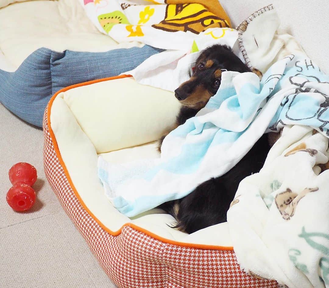 Sora Momoさんのインスタグラム写真 - (Sora MomoInstagram)「ももどうしたらいいのー🐶💦 ☺︎ ももがベッドで寝ようとしてたら そらが大きなミケちゃん持ってきて ベッドにどーんと置いていっちゃった💦 ☺︎ これどうしたらいいの〜🐶💦 ってこのままずっと固まってるももが可愛いくて😂 しばらくこのままにしてたら そらが戻ってきてミケちゃんぶんぶん振り回しながら持って行きました ☺︎ 何だったの？って顔のもも そらはももが喜んでくれると思って持って来たんだと思うよ😄 ☺︎ #大きなミケちゃんのぬいぐるみ#そらのお気に入り#僕の可愛いももちゃん#貸してあげるよ #一緒に寝てね#そう言われても#ももどうしたらいいの#困惑#自分で被ったタオル#首に巻いてる#毎日笑える#仲良し#そらともも #ダックス #ミニチュアダックス #dacshund #miniaturedachshund」10月13日 22時51分 - teratera_sorapu_