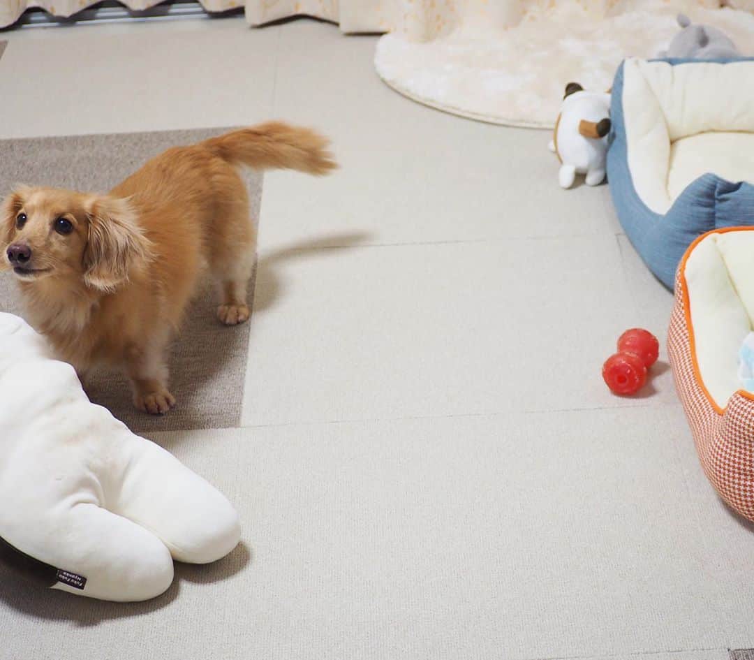 Sora Momoさんのインスタグラム写真 - (Sora MomoInstagram)「ももどうしたらいいのー🐶💦 ☺︎ ももがベッドで寝ようとしてたら そらが大きなミケちゃん持ってきて ベッドにどーんと置いていっちゃった💦 ☺︎ これどうしたらいいの〜🐶💦 ってこのままずっと固まってるももが可愛いくて😂 しばらくこのままにしてたら そらが戻ってきてミケちゃんぶんぶん振り回しながら持って行きました ☺︎ 何だったの？って顔のもも そらはももが喜んでくれると思って持って来たんだと思うよ😄 ☺︎ #大きなミケちゃんのぬいぐるみ#そらのお気に入り#僕の可愛いももちゃん#貸してあげるよ #一緒に寝てね#そう言われても#ももどうしたらいいの#困惑#自分で被ったタオル#首に巻いてる#毎日笑える#仲良し#そらともも #ダックス #ミニチュアダックス #dacshund #miniaturedachshund」10月13日 22時51分 - teratera_sorapu_