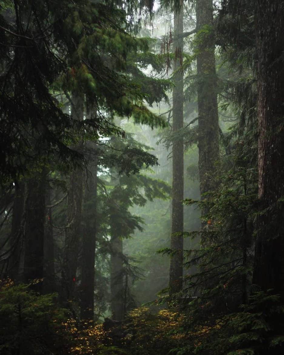 ジャマンピュエッシュのインスタグラム：「Some inspiration of our FW20 collection - an enchanted forest.」