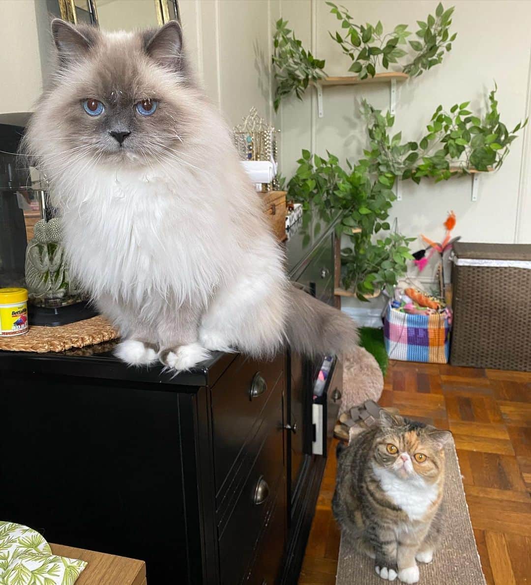 のインスタグラム：「George got into the yogurt and Wheezy is thinking what about me 😂」