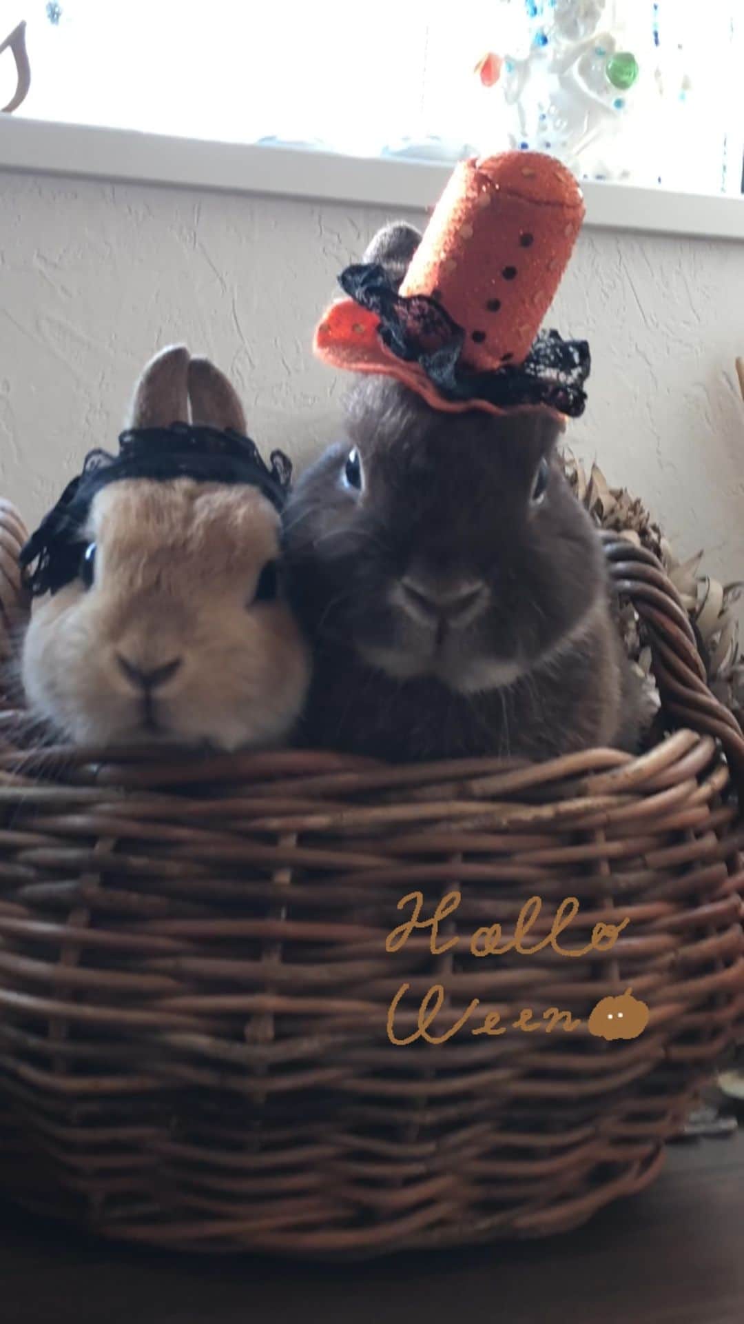 yun.ゆんのインスタグラム：「march.lemon🐻🍋＋cotton.💭 レモンはメイド。🎗 マーチはシルクハット。🎩 コットンはうさぎ。。🐰の仮面 😂 . 2020のHalloween そろそろ写真撮っちゃおう。🎃 . . ♪ ♪ ♪ #ハロウィン#Halloween #うさぎ#ウサギ#ネザーランドドワーフ#ZIP写真部#レモン#マーチ#ふわもこ部#多頭飼い#犬とうさぎ #rabbits#rabbitsofinstagram #rabbitstagram #petstagram #march#instapet#cutepetclub #instarabbit #bunnies #bunnylove #lapin #pecotv #WeeklyFluff #lemon #netherlanddwarf #dailyflufffeature#pecotv」