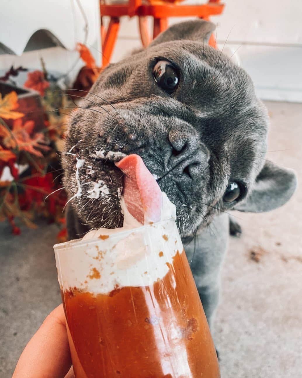French Bulldogさんのインスタグラム写真 - (French BulldogInstagram)「🦃🍁HAPPY THANKSGIVING! Have lots of pumpkin pie and lots of fun today! I’m thankful for everyone in my life and this pumpkin pie! What are you thankful for? 🦃🍁 @_phoebe.the.frenchie_ . . . . . #funnydogs #cutedog #thanksgivingdinner #frenchiesociety #pumpkinseason #instadog #dogfood #pumpkin #frenchiewoof #ilovemyfrenchie #instadaily #frenchbulldoglife #frenchiephotos #frenchiesofig #pumpkinpie #frenchielovers #canadianthanksgiving #frenchie #sharethelove #dailyfrenchie #doggoals #puppyface #happythanksgivng #frenchiephotos #thanksgiving #frenchies #fallvibes #thankfulgratefulblessed」10月13日 23時24分 - frenchie.world
