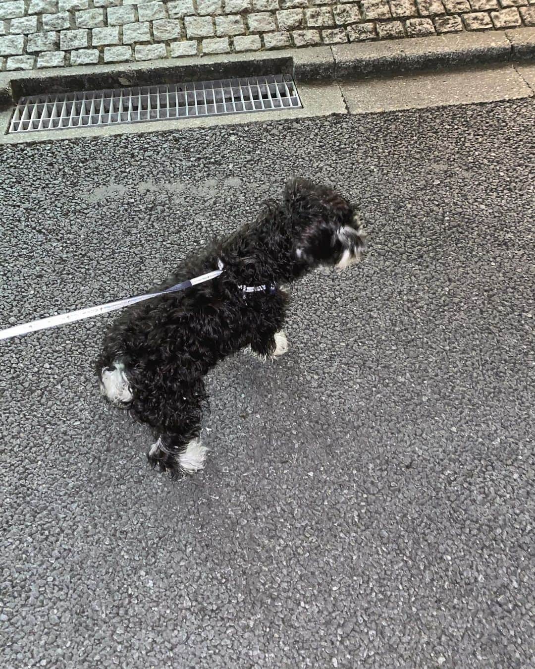 おもてちゃんさんのインスタグラム写真 - (おもてちゃんInstagram)「. よく走るルンルンでか犬」10月13日 23時38分 - omotemaru
