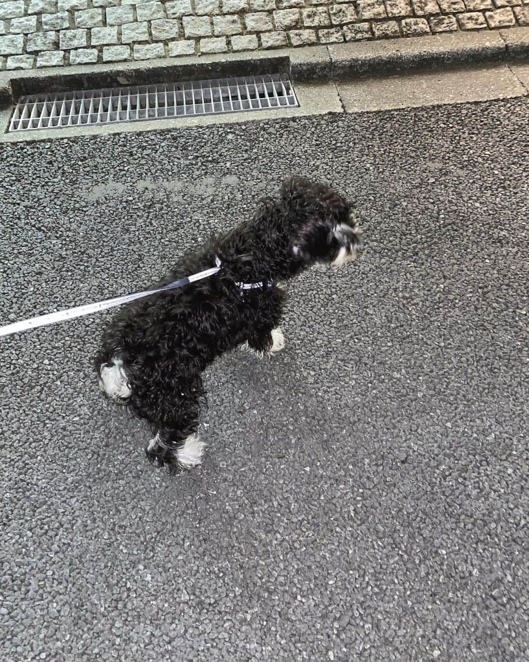 おもてちゃんのインスタグラム：「. よく走るルンルンでか犬」
