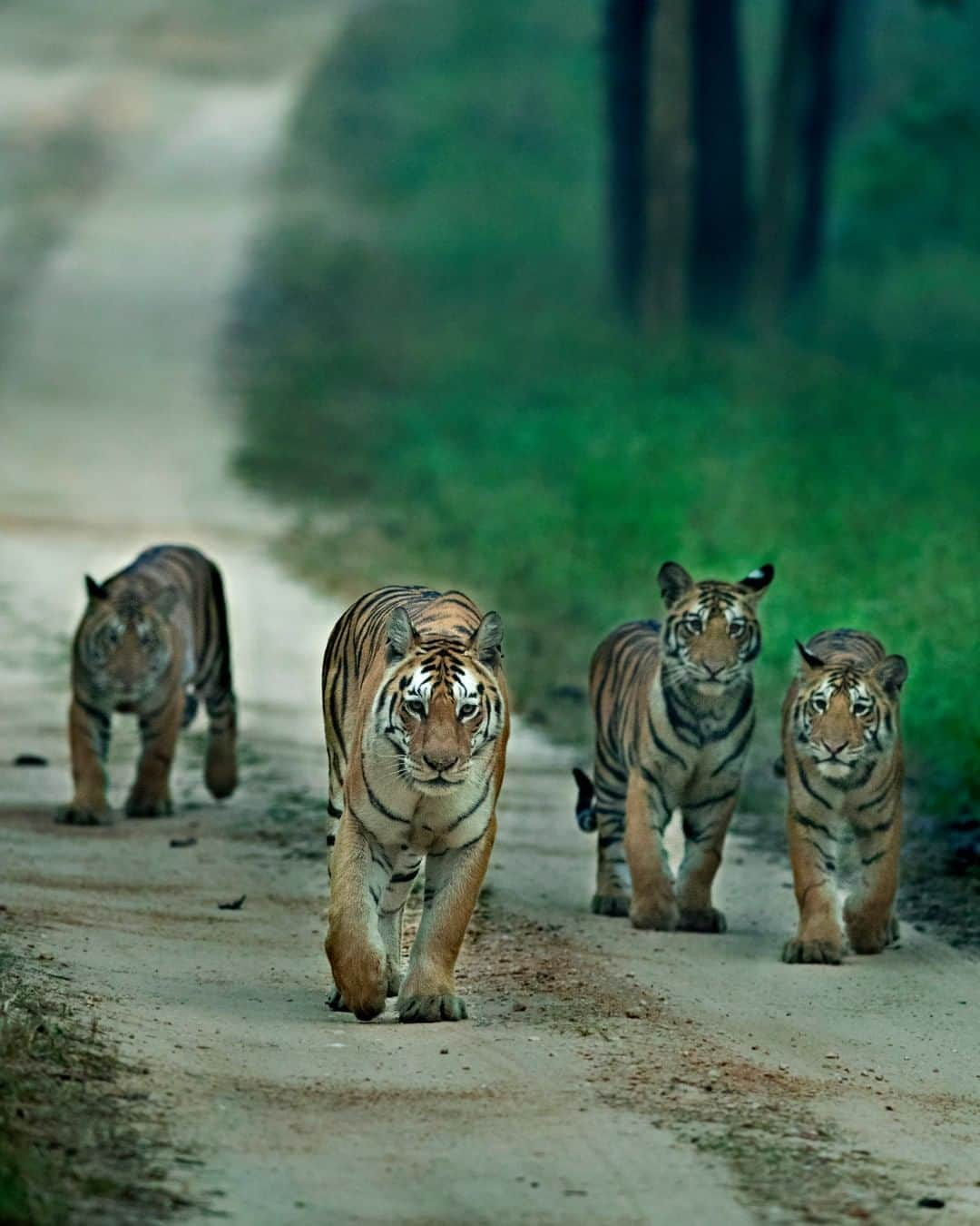 Discoveryさんのインスタグラム写真 - (DiscoveryInstagram)「Legendary tiger mom "Collerwali" from the Pench Tiger Reserve in Madhya Pradesh India. This female has successfully reared a record number of 29 cubs.   Caption + Photo: Ajit Kulkarni (@ajit.kulkarni48.ak)   #TigerTuesday #bigcatsofinstagram #penchtigerreserve #tigermom #wildlife_perfection」10月13日 23時30分 - discovery