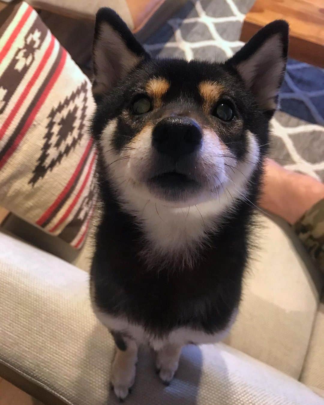まめ丸のインスタグラム：「* * ねぇねぇ それおいしいやつ🐶❓ ぼくもたべれる🐶❓ #パピコ食べてるとすごい見てくる * * #ひとくちもらえるやつ❓ #だめだったからかわりにおやつもらったよ🐶 * #柴犬#豆柴#柴#黒柴#犬#いぬのきもち#shiba#shibainu#shibastagram#shibadog#puppy#instadog#dogstagram#dog#instashiba#petstagram#pet#cutepetclub#강아지#멍스타그램#doglover#ilovemydog#weeklyfluff#boopthesnoot」