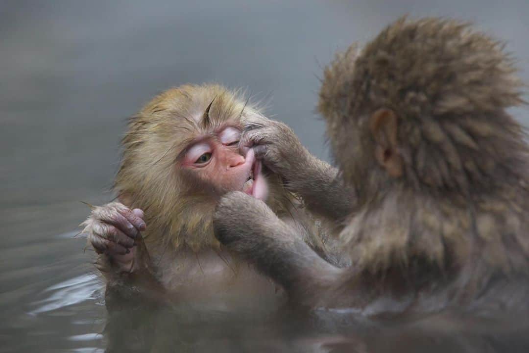 アニマルプラネットさんのインスタグラム写真 - (アニマルプラネットInstagram)「Hold on buddy, you’ve got something in your teeth. #pictureoftheday #toocutetuesday . . . . . . . . . . #macaque #macaquemonkey #animalplanet #monkey #animals #mammals #photooftheday」10月14日 0時01分 - animalplanet