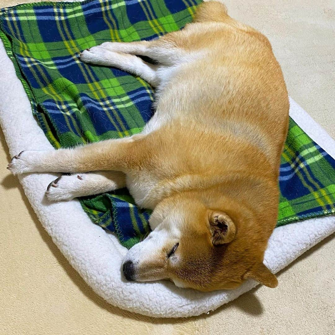 まる（まるたろう）さんのインスタグラム写真 - (まる（まるたろう）Instagram)「Good. Ought!✨🐶💤✨お布団変えてもらったんだ〜 #もうすっかり秋やしな #いつまでも冷んやりはおかしいからな #それにしても #緑と柴色って映えるよな #今日のお昼寝もしっくりきてたんは #その効果のせいか🤔 #おっしゃ #緑推してこ」10月14日 0時03分 - marutaro