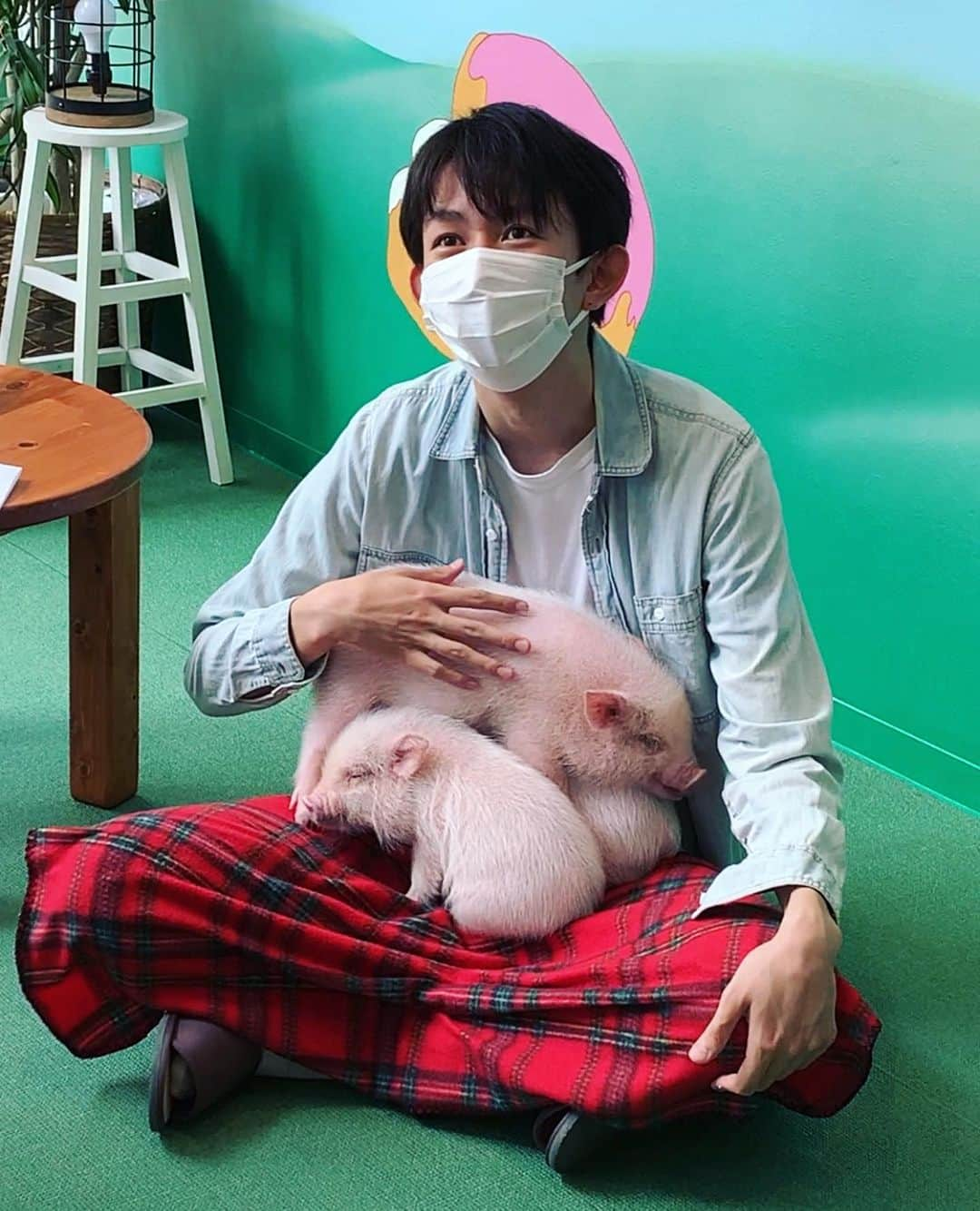 上田純樹さんのインスタグラム写真 - (上田純樹Instagram)「心斎橋のmi pig cafeに行かせてもらいました。  左の子が寛平ちゃん 右の子がめだかちゃん もう1匹がリンゴちゃんらしいです。  名前を聞いて緊張しました。  #ゴエでSHOW #mipigcafe #マイクロブタ #癒し可愛い #足の尺的に2匹が限界 #真輝志の方には3匹」10月14日 0時12分 - raionerutousan