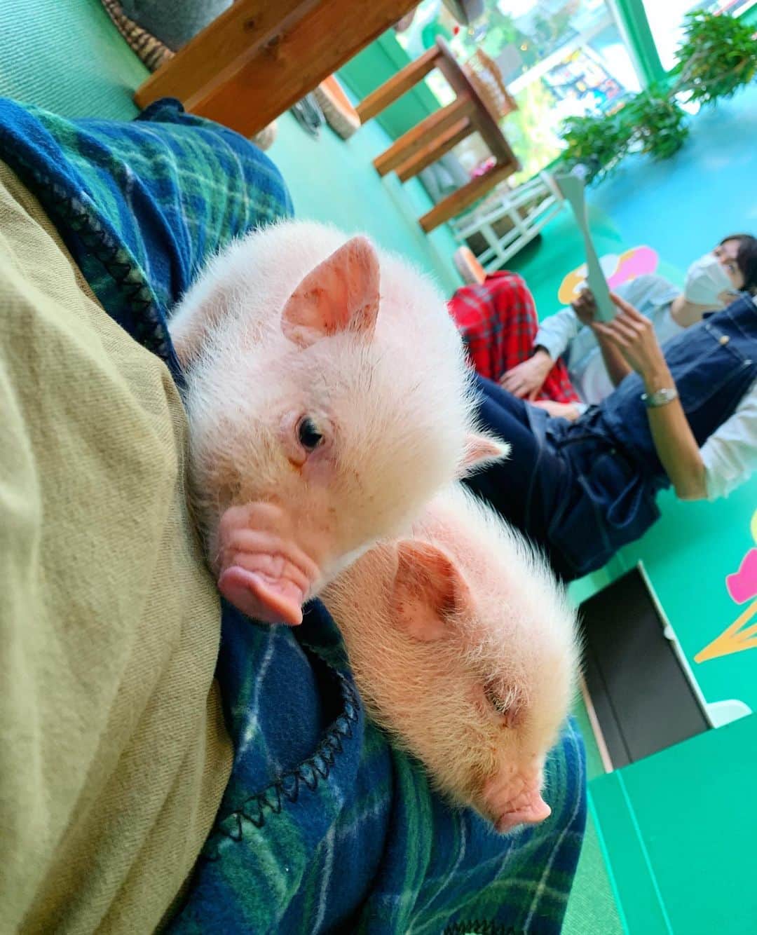 上田純樹さんのインスタグラム写真 - (上田純樹Instagram)「心斎橋のmi pig cafeに行かせてもらいました。  左の子が寛平ちゃん 右の子がめだかちゃん もう1匹がリンゴちゃんらしいです。  名前を聞いて緊張しました。  #ゴエでSHOW #mipigcafe #マイクロブタ #癒し可愛い #足の尺的に2匹が限界 #真輝志の方には3匹」10月14日 0時12分 - raionerutousan
