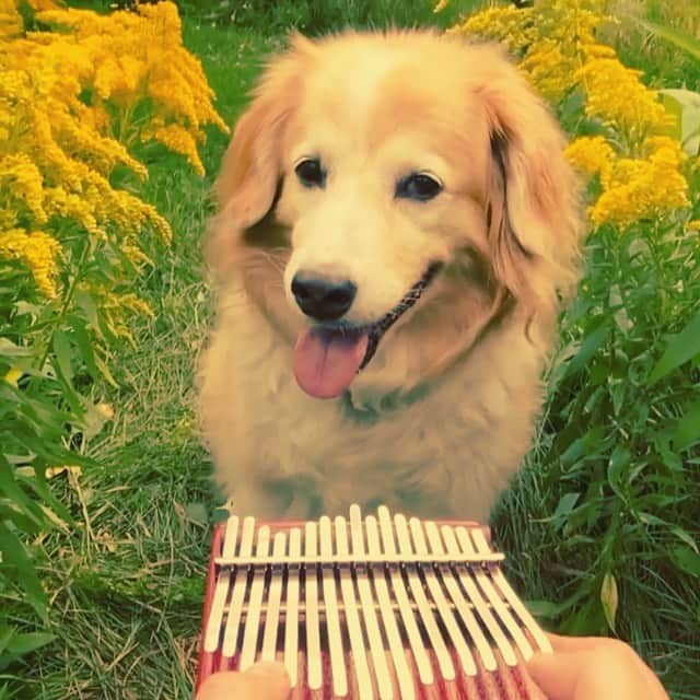 カロライナディークマンのインスタグラム：「here comes de sun...」
