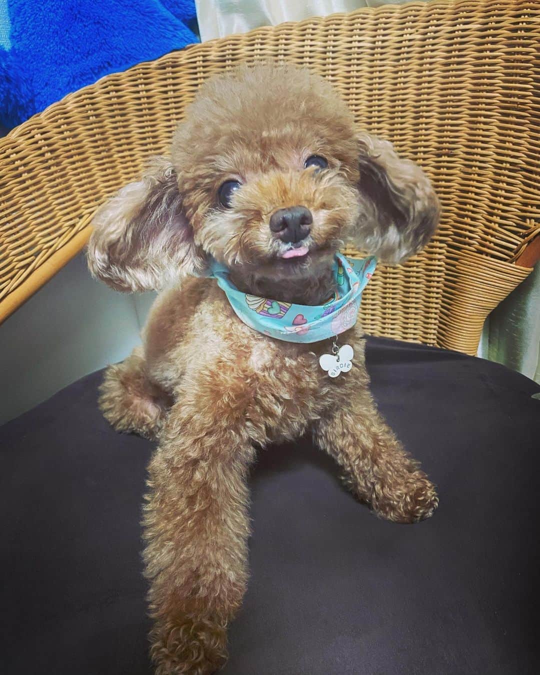 小林香菜のインスタグラム