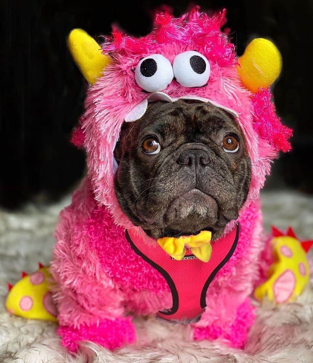 Regeneratti&Oliveira Kennelのインスタグラム：「Name one thing that’s cuter than me ? @rockerandrebel  #betchacant  . . Shop  @frenchie_bulldog ⚡️THE COOLEST⚡️ swag for your pup! 🎁 Get 10% off  with code FRENCHIES.1 🐾  https://frenchiebulldog.com/  . . #monster #costume #socute #monstersinc  #halloween  . . . . . . #bulldogfrances  #frenchbully #frenchbulldog #frenchie  #frenchielife #frenchies  ##frenchieoftheday #frenchiegram   #犬バカ部  #dogmodel  #犬 #いぬ #成長記録  #ブルドッグ #フレンチブル #フレンチ #ペット #dogsofinstagram #bouledoguefrançais   #frenchiesofinstagram  #frenchiebulldogpetsupply」