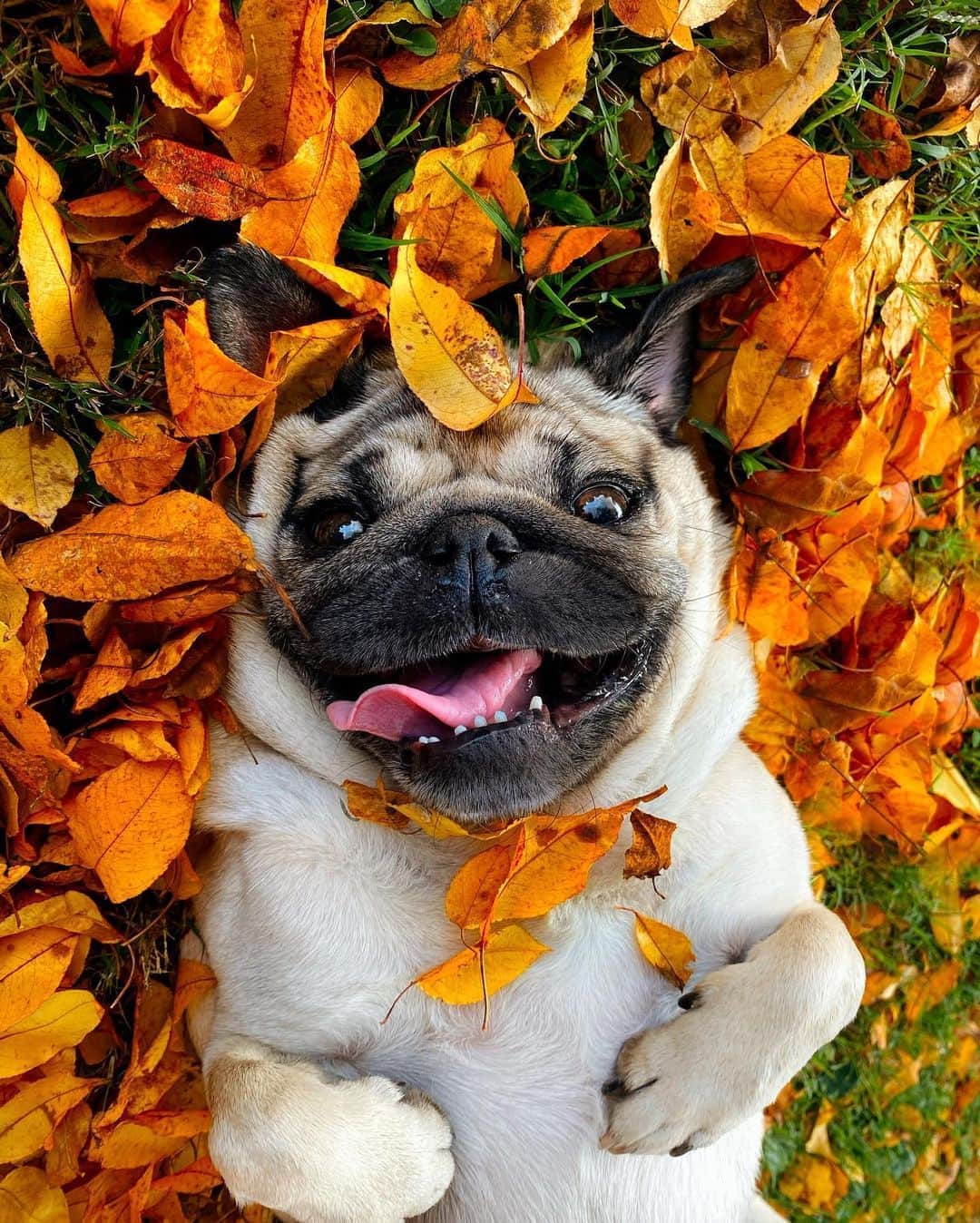 itsdougthepugさんのインスタグラム写真 - (itsdougthepugInstagram)「“A pug playing with a leaf - a story” -Doug」10月14日 0時55分 - itsdougthepug