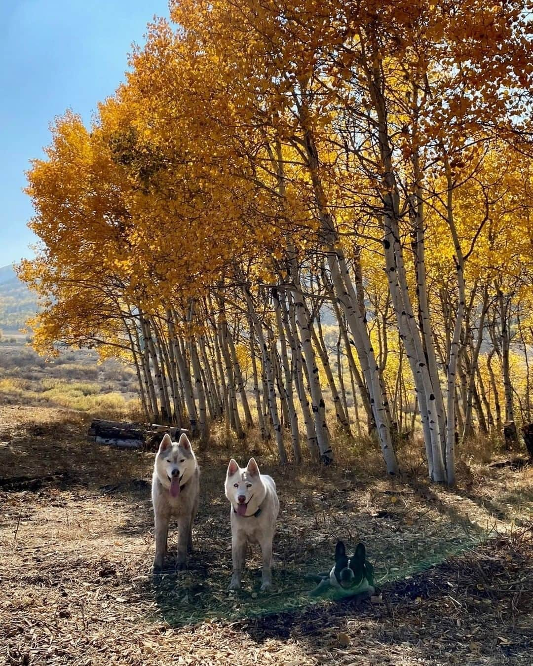 ケン・ブロックさんのインスタグラム写真 - (ケン・ブロックInstagram)「Fall colors popping here in Park City. Our two snow dogs are very stoked on the colder weather… that other one, not so much. #BentleyChickenFingersBlock #YukiTheDestroyer」10月14日 1時00分 - kblock43