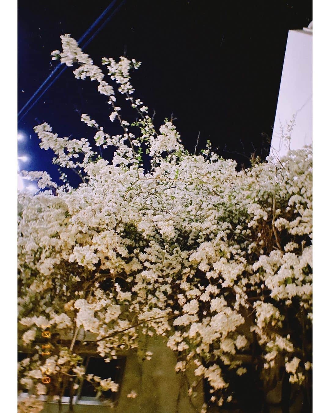 玉城翔子のインスタグラム：「凄く綺麗に咲いてた。おやすみなさいー」