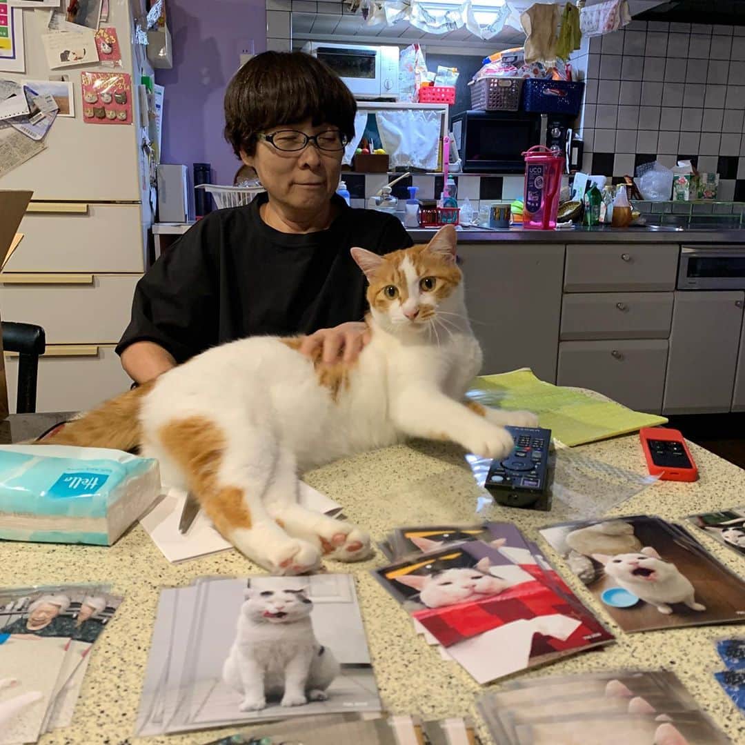 Kachimo Yoshimatsuさんのインスタグラム写真 - (Kachimo YoshimatsuInstagram)「作業してるとやってくる。 #うちの猫ら #oinari #猫 #ねこ #cat #ネコ #catstagram #ネコ部 http://kachimo.exblog.jp」10月14日 1時15分 - kachimo