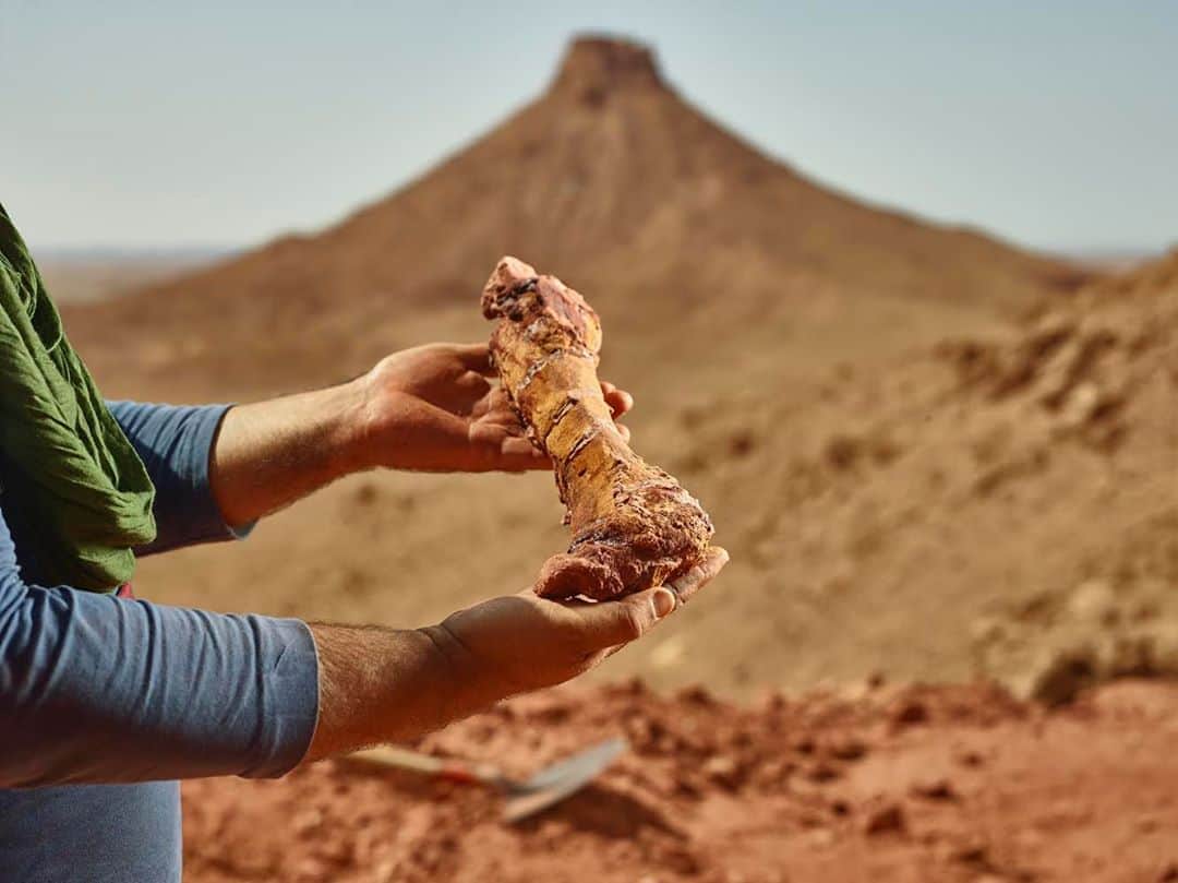 thephotosocietyさんのインスタグラム写真 - (thephotosocietyInstagram)「Photo by @paoloverzone / A Spinosaurus foot bone some minutes after it was found at a Moroccan dig site by a team lead by Nizar Ibrahim, paleontologist and National Geographic explorer. The dinosaur fossil unearthed here is the most complete Cretaceous theropod ever found in North Africa. Spinosaurus was one of the largest predatory dinosaurs of all time. It is named after the elongated dorsal spines that supported an enormous “sail” of skin. In contrast with other dinosaurs–which are predominantly terrestrial– a long list of anatomical features are indicative that Spinosaurus was adapted to live in freshwater, like crocodiles and hippopotamuses.   Follow @paoloverzone for more photos and stories」10月14日 2時31分 - thephotosociety