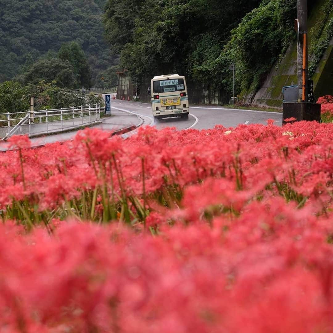 西条市さんのインスタグラム写真 - (西条市Instagram)「【LOVESAIJOじかん】  集落の入り口  一面の朱が見送って  #いよ西条 #伊予西条 #愛媛 #四国 #瀬戸内 #Ehime #Shikoku #Setouchi #inaka #田舎暮らし #愛媛旅行 #四国旅行  ﻿Repost @tau1962﻿ ﻿ #せとうちバス #西条中之池川来須線 #国道194号 #そらやま街道」10月14日 14時25分 - lovesaijo