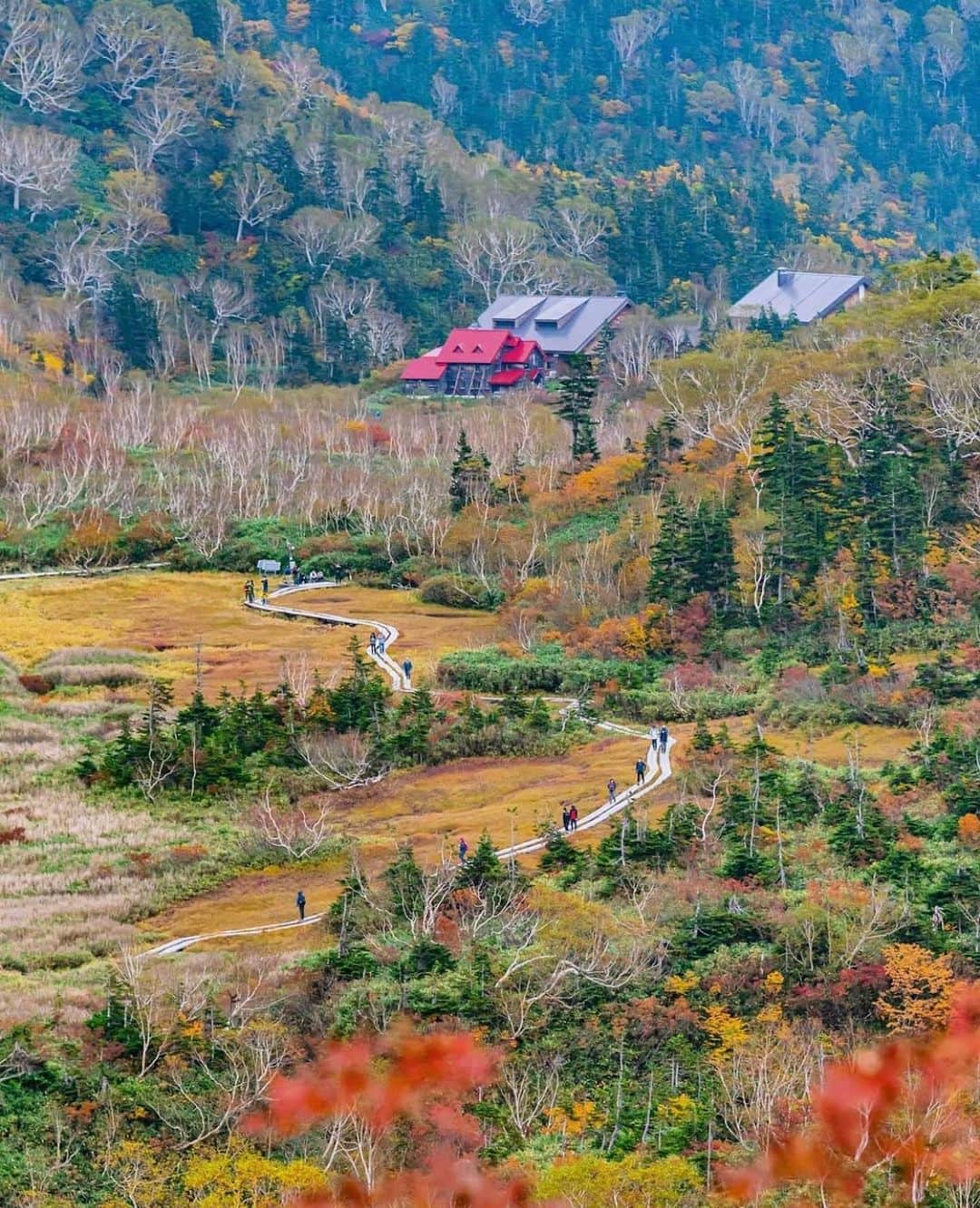 はなまっぷ❁日本の花風景さんのインスタグラム写真 - (はなまっぷ❁日本の花風景Instagram)「🍂🍁はなまっぷの紅葉まつり🍁🍂 * @tsumizo さんの 紅葉に花まるを💮 * 色とりどりに染まる美しい日本の秋をありがとうございます😊🍁🍂 * 長野　#栂池自然園 Tsugaike Natural Garden, Nagano Pref. * 見頃を過ぎている場所もご紹介しています。 お出かけの際はHP等で最新の情報をご確認くださいね🙏🍁 * 🍁•••🍂•••🍁•••🍂•••🍁•••🍂 * 🍂🍁はなまっぷの紅葉まつり🍁🍂 〜紅葉の季節が終わる頃まで #はなまっぷ  のタグの中から、紅葉のお写真をご紹介させていただきます。期間中はランダムに、複数枚投稿でもご紹介させていただく場合がございます。 * #秋#紅葉#風景#はなまっぷ」10月14日 12時56分 - hanamap