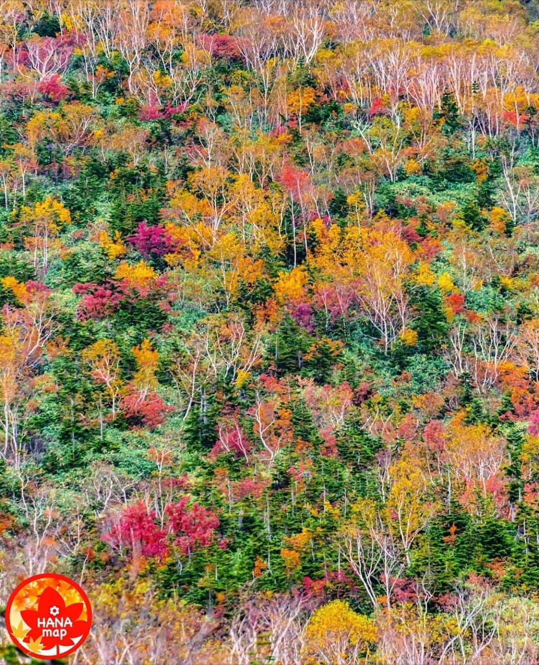 はなまっぷ❁日本の花風景さんのインスタグラム写真 - (はなまっぷ❁日本の花風景Instagram)「🍂🍁はなまっぷの紅葉まつり🍁🍂 * @tsumizo さんの 紅葉に花まるを💮 * 色とりどりに染まる美しい日本の秋をありがとうございます😊🍁🍂 * 長野　#栂池自然園 Tsugaike Natural Garden, Nagano Pref. * 見頃を過ぎている場所もご紹介しています。 お出かけの際はHP等で最新の情報をご確認くださいね🙏🍁 * 🍁•••🍂•••🍁•••🍂•••🍁•••🍂 * 🍂🍁はなまっぷの紅葉まつり🍁🍂 〜紅葉の季節が終わる頃まで #はなまっぷ  のタグの中から、紅葉のお写真をご紹介させていただきます。期間中はランダムに、複数枚投稿でもご紹介させていただく場合がございます。 * #秋#紅葉#風景#はなまっぷ」10月14日 12時56分 - hanamap