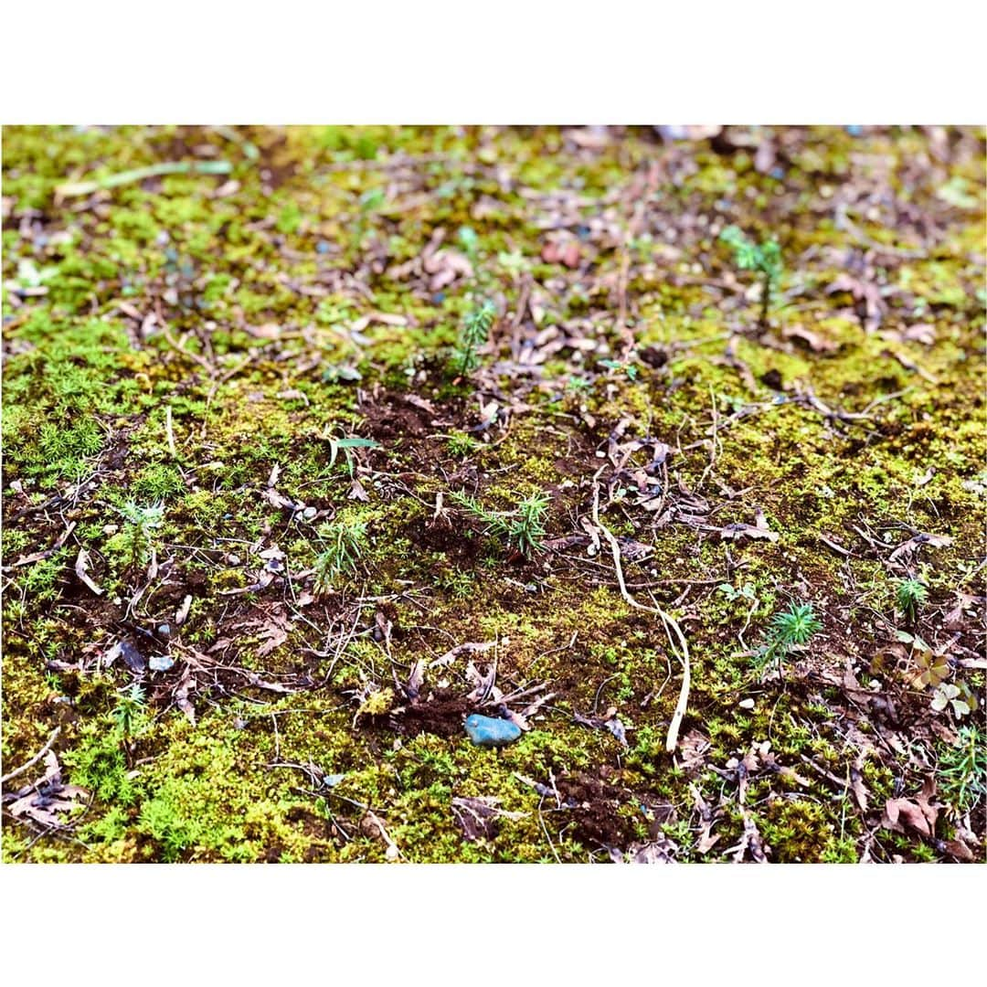 花柳まり草さんのインスタグラム写真 - (花柳まり草Instagram)「2020.10.11 【水戸徳川家✨第15代御当主様と③】 前回の投稿の続きです‼️ 水戸徳川家第１５代当主、徳川斉正様にお誘い頂きまして、「徳川ミュージアム」にてボランティア活動をさせて頂きました🙇‍♀️💖✨  感じたことの箇条書き、ラストです。 お付き合いくださいませ😂  ■根っこがすごい ちょっとだけ土を掘り返した時に思ったのですが、植物の根は、土の物すご〜く深いところにまでに達しており、かつ広範囲に及んでいます。 なので、ちょっとでも根が当たると、スコップが土の中に全然入っていかないのです。 しかも、土自体もすごい重量なんです。  ぬぁあぁぁぁ！土ってこんなに硬いの？！重いの！？・・・という感じで、全く歯が立ちませんでした。  殿方もスコップに全体重をかけて、ザクザク掘っていらっしゃいました。すごい重労働です。 サスペンスでよく見かける、人間が埋まっちゃうくらいの穴なんてそうそう掘れません。 私が犯人だったら、確実に夜が明けます。そんで目撃されて、現行犯で捕まりますね。  それくらい、植物たちは地中深くに根をはって「生きよう生きよう」としているんです。 木々も草たちも、誰に頼まれたわけでもない。 ただただ、生きている。 生きようとして、ものすごい力で土に食い込んでいるんです。  その姿が、すごく美しかったです。  生きている。生きようとする。 それだけで美しい。  もはや言い尽くされていることですし、当たり前といえば当たり前のことなんですが、自分がスコップを持って体感すると物凄くよく分かりました。 見るのと聞くは大違いです！本当に！  ■一メートル四方の小宇宙 スコップ作業は無理だと判明し、任していただいた草取り作業。 まり草だけに草取りぴったりだなぁ〜と馬鹿なことを考えながら、いざ陣地へ。  地面に手をつき、まりちゃんは驚きました。 自分の身の回り、わずか一メートル四方に、何と沢山の命が存在していることか。  沢山の小さくてさまざまな虫たち！！！ よく見ると、模様も綺麗ですし肌も艶々で可愛いんです。 まさに「みんな違って、みんないい！！！」（まりちゃんの推しメンは蜘蛛です）  また、徳川様に教えて頂いたのですが「スギの子供」「紅葉の子供」「檜の子供」・・・と超絶可愛らしい木々の芽もたくさん生えているのです。 この小さな小さな芽が、時を経ると大木となっていくわけです。 （もちろん、この子たちは抜かずに、大切にとっておきます）  そもそも「雑草」って何なんでしょうか。  「雑草」と言われる草たちだって、生きていて、名前だってあります。 彼ら（彼女ら）は自分のことを「人間という他の種族から迷惑がられている」とは一ミリも思っていないわけです。 「その他大勢の草」ではなく、彼らだって一つ一つ生きているわけです。 小さな雑草でも、しっかり大地に根を張っているんです。  そう思うと、引っこ抜くのに忍びない気もしました。 でもまりちゃんとしては引っこ抜かなくてはいけないので、せっかくだったら綺麗に引っこ抜いてあげよう、と思いました。  「ごめんね」とつぶやきながら。 でもどんどん土が肌を見せていく様子に嬉しさを覚えながら。  という訳で、結果としては容赦なく引っこ抜かせて頂きました。 気分は、ハンニバルレクターです。  「綺麗に咲いたね、じゃぁ、僕が綺麗に抜いて終わらせてあげるね。生きてくれてありがとう」  てな具合です。（怖い）  ーーーーーー とにかく、感動と発見に溢れた1日となりました。  徳川様、ミュージアムの皆様、そしてこんな初心者をお仲間に加えてくださいました優しいボランティアスタッフの皆様、本当にありがとうございました😌💖✨  #水戸徳川家  #徳川斉政 様 #徳川ミュージアム  #ボランティア」10月14日 13時19分 - marikusa.hanayagi