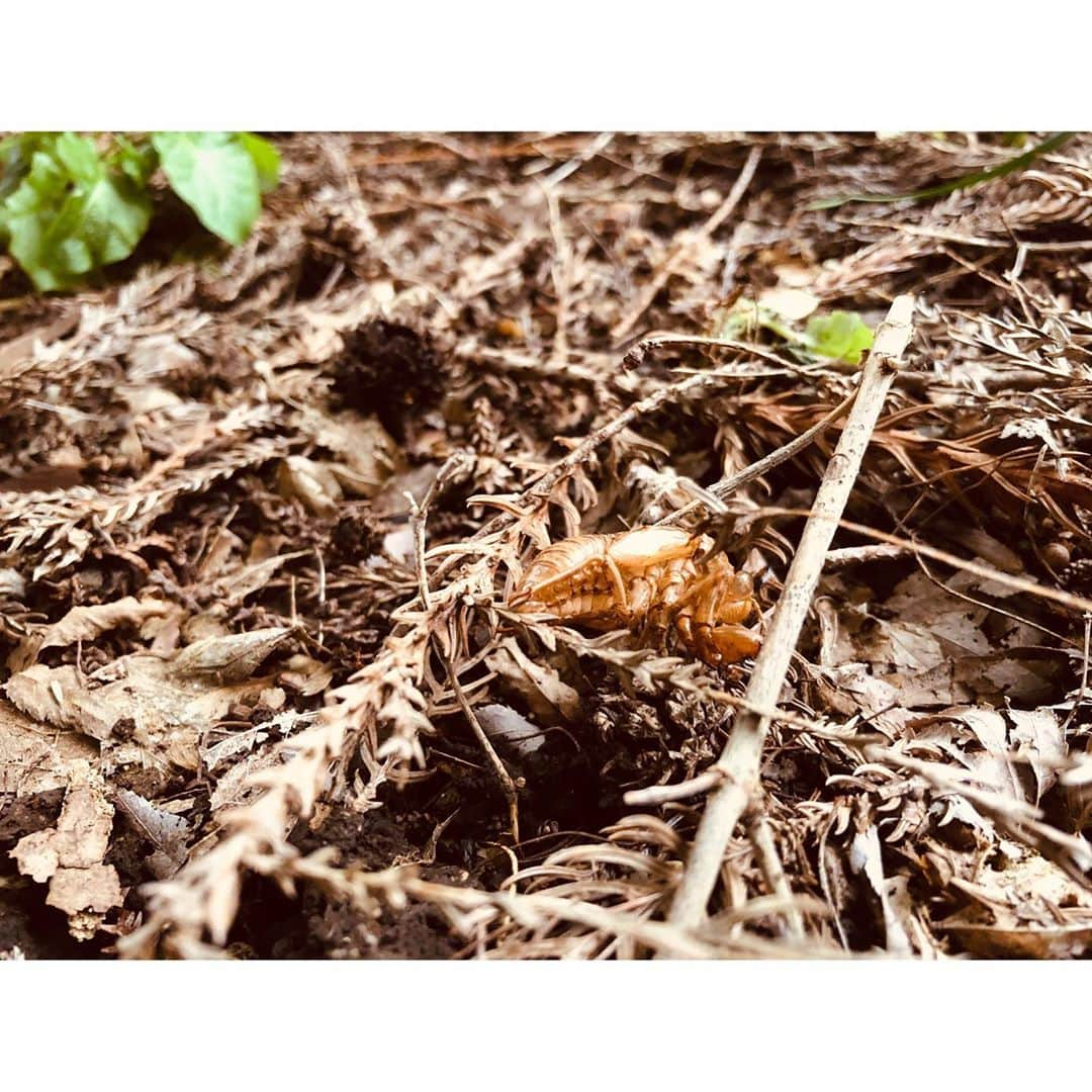 花柳まり草さんのインスタグラム写真 - (花柳まり草Instagram)「2020.10.11 【水戸徳川家✨第15代御当主様と③】 前回の投稿の続きです‼️ 水戸徳川家第１５代当主、徳川斉正様にお誘い頂きまして、「徳川ミュージアム」にてボランティア活動をさせて頂きました🙇‍♀️💖✨  感じたことの箇条書き、ラストです。 お付き合いくださいませ😂  ■根っこがすごい ちょっとだけ土を掘り返した時に思ったのですが、植物の根は、土の物すご〜く深いところにまでに達しており、かつ広範囲に及んでいます。 なので、ちょっとでも根が当たると、スコップが土の中に全然入っていかないのです。 しかも、土自体もすごい重量なんです。  ぬぁあぁぁぁ！土ってこんなに硬いの？！重いの！？・・・という感じで、全く歯が立ちませんでした。  殿方もスコップに全体重をかけて、ザクザク掘っていらっしゃいました。すごい重労働です。 サスペンスでよく見かける、人間が埋まっちゃうくらいの穴なんてそうそう掘れません。 私が犯人だったら、確実に夜が明けます。そんで目撃されて、現行犯で捕まりますね。  それくらい、植物たちは地中深くに根をはって「生きよう生きよう」としているんです。 木々も草たちも、誰に頼まれたわけでもない。 ただただ、生きている。 生きようとして、ものすごい力で土に食い込んでいるんです。  その姿が、すごく美しかったです。  生きている。生きようとする。 それだけで美しい。  もはや言い尽くされていることですし、当たり前といえば当たり前のことなんですが、自分がスコップを持って体感すると物凄くよく分かりました。 見るのと聞くは大違いです！本当に！  ■一メートル四方の小宇宙 スコップ作業は無理だと判明し、任していただいた草取り作業。 まり草だけに草取りぴったりだなぁ〜と馬鹿なことを考えながら、いざ陣地へ。  地面に手をつき、まりちゃんは驚きました。 自分の身の回り、わずか一メートル四方に、何と沢山の命が存在していることか。  沢山の小さくてさまざまな虫たち！！！ よく見ると、模様も綺麗ですし肌も艶々で可愛いんです。 まさに「みんな違って、みんないい！！！」（まりちゃんの推しメンは蜘蛛です）  また、徳川様に教えて頂いたのですが「スギの子供」「紅葉の子供」「檜の子供」・・・と超絶可愛らしい木々の芽もたくさん生えているのです。 この小さな小さな芽が、時を経ると大木となっていくわけです。 （もちろん、この子たちは抜かずに、大切にとっておきます）  そもそも「雑草」って何なんでしょうか。  「雑草」と言われる草たちだって、生きていて、名前だってあります。 彼ら（彼女ら）は自分のことを「人間という他の種族から迷惑がられている」とは一ミリも思っていないわけです。 「その他大勢の草」ではなく、彼らだって一つ一つ生きているわけです。 小さな雑草でも、しっかり大地に根を張っているんです。  そう思うと、引っこ抜くのに忍びない気もしました。 でもまりちゃんとしては引っこ抜かなくてはいけないので、せっかくだったら綺麗に引っこ抜いてあげよう、と思いました。  「ごめんね」とつぶやきながら。 でもどんどん土が肌を見せていく様子に嬉しさを覚えながら。  という訳で、結果としては容赦なく引っこ抜かせて頂きました。 気分は、ハンニバルレクターです。  「綺麗に咲いたね、じゃぁ、僕が綺麗に抜いて終わらせてあげるね。生きてくれてありがとう」  てな具合です。（怖い）  ーーーーーー とにかく、感動と発見に溢れた1日となりました。  徳川様、ミュージアムの皆様、そしてこんな初心者をお仲間に加えてくださいました優しいボランティアスタッフの皆様、本当にありがとうございました😌💖✨  #水戸徳川家  #徳川斉政 様 #徳川ミュージアム  #ボランティア」10月14日 13時19分 - marikusa.hanayagi