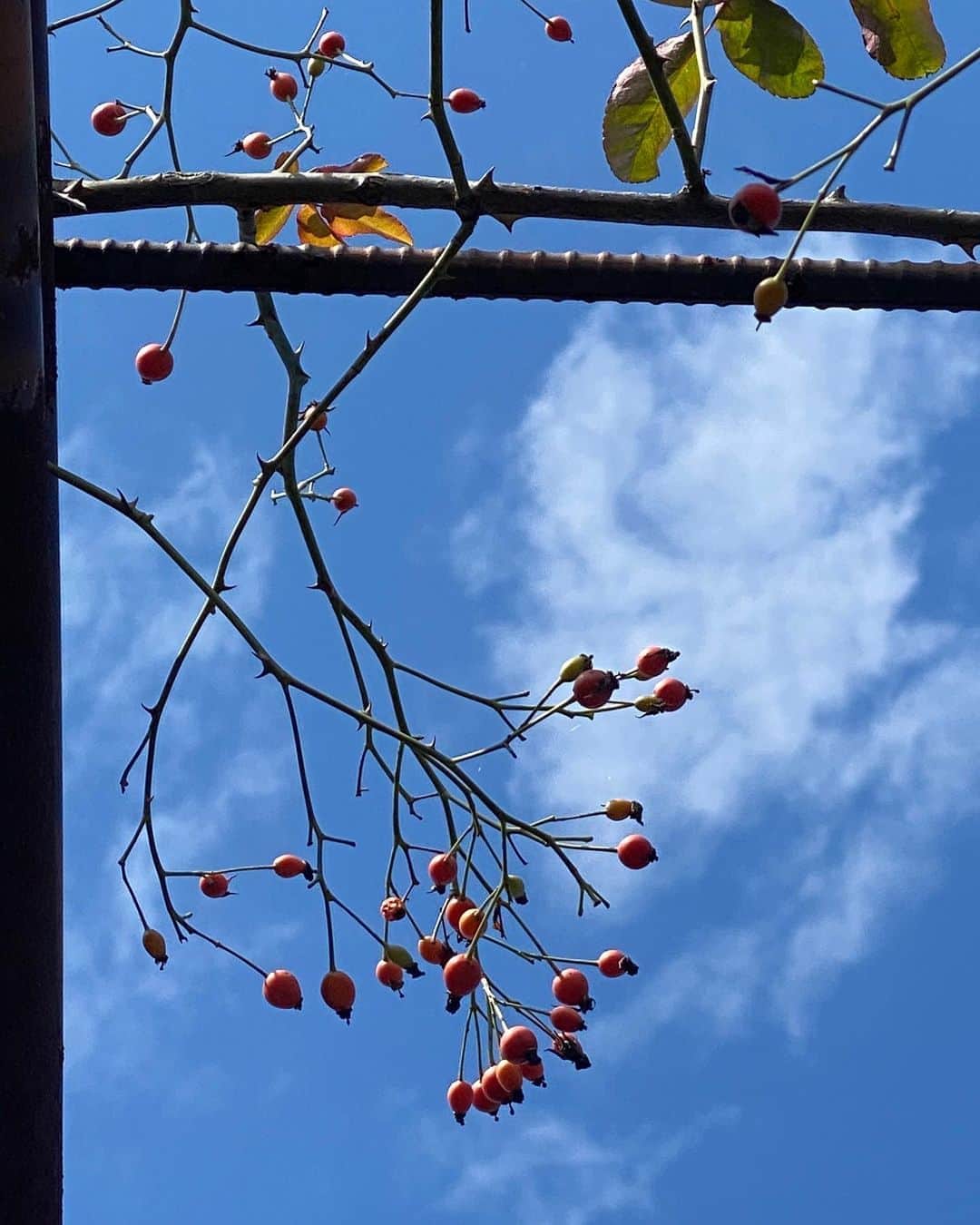生活の木 メディカルハーブガーデン薬香草園【公式】さんのインスタグラム写真 - (生活の木 メディカルハーブガーデン薬香草園【公式】Instagram)「秋のガーデンはセージが見頃です✨  ローズピンクのローズリーフセージ 空色が綺麗なアズレアセージ 真っ赤なチェリーセージ  朝晩の気温が下がるとともに 色合いが鮮やかになってきました。  真っ赤なハーブティーでお馴染みの ローゼルが花を咲かせ 真っ青なハーブティーでお馴染みの バタフライピー🦋は豆がたくさん実っています！  秋のお散歩にぜひお越しください！🎃  【お庭の無料相談会開催】 ハーブを育てたいけど何から始めたらいいか わからない！？そんな時はガーデナーに お庭づくりのご相談をしてみませんか？  【開催日】 10月18日（日）・28（水）・11月1日（日）・4日（水） 【時間】 10:30〜／14:00〜 【参加費】 無料・完全予約制・各回1組限定 ご予約はお電話042-972-1787もしくはメディカルハーブハウス店頭で承ります！  #ハーブ #生活の木  #飯能 #美杉台マルシェ  #ハーブのある暮らし  #薬香草園  #ハーブティー #ローズリーフセージ #アズレアセージ #チェリーセージ #ローゼル#バタフライピー #ローズヒップ #ロサムリガニー #ロサカニナ#ドッグローズ #ロサムルティフロラ#ノイバラ #お庭の無料相談会 #ウェルネス#ウェルビーイング」10月14日 13時28分 - treeoflife_garden