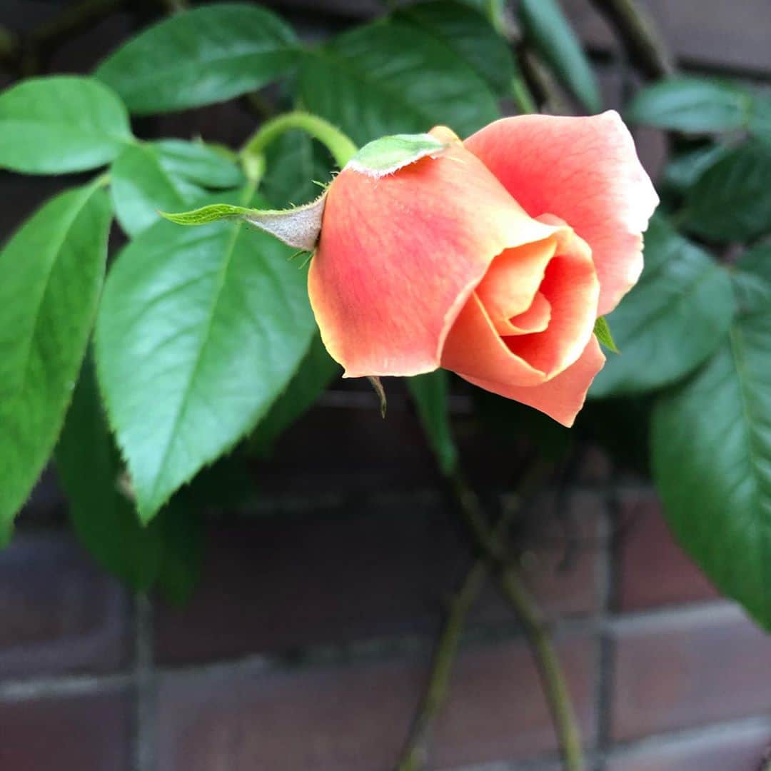 純名里沙さんのインスタグラム写真 - (純名里沙Instagram)「はっとする程美しい、、🧡 ・ #花 #お花 #flowers  #花は癒し #薔薇 #rose #コスモス」10月14日 13時44分 - risajunna3158
