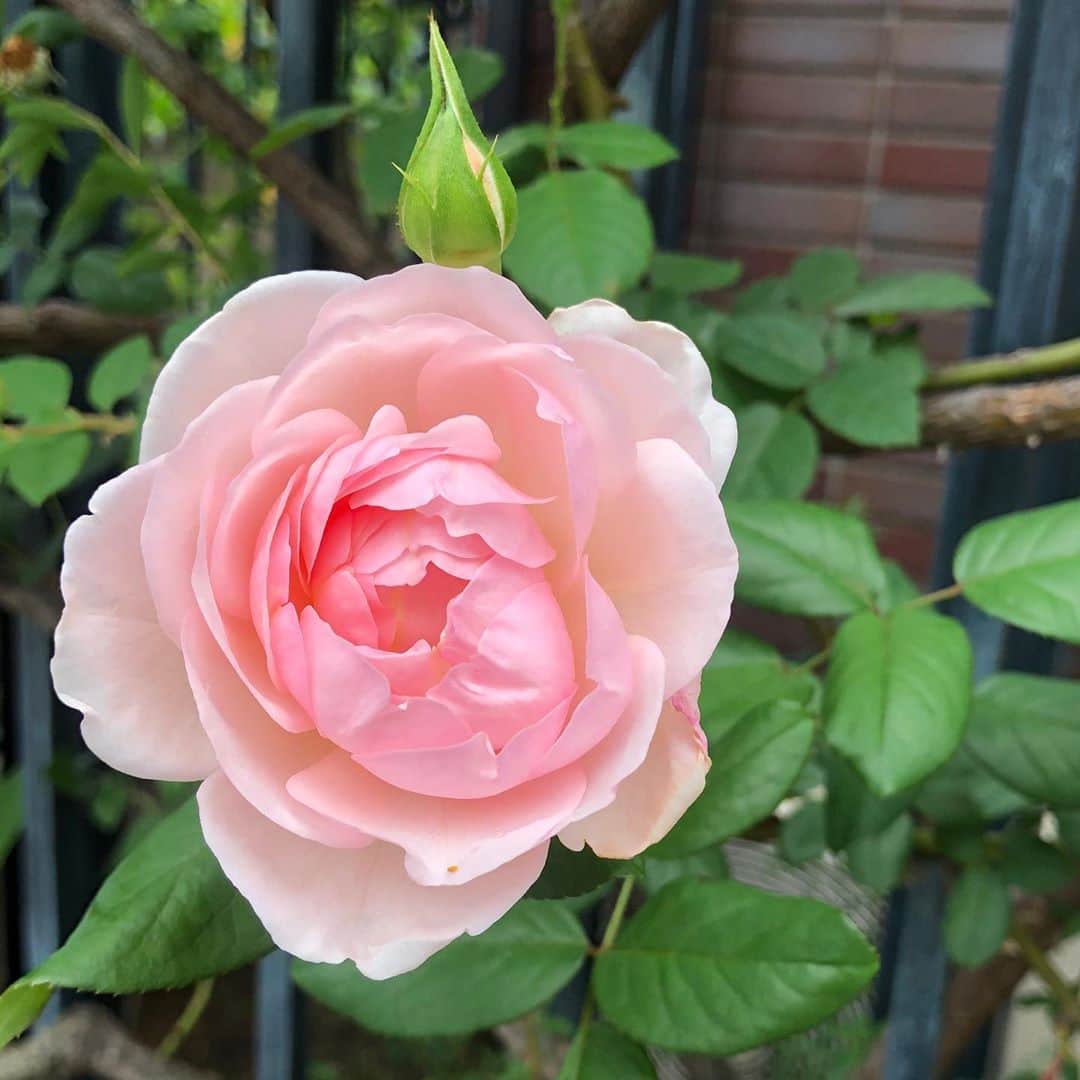 純名里沙さんのインスタグラム写真 - (純名里沙Instagram)「はっとする程美しい、、🧡 ・ #花 #お花 #flowers  #花は癒し #薔薇 #rose #コスモス」10月14日 13時44分 - risajunna3158