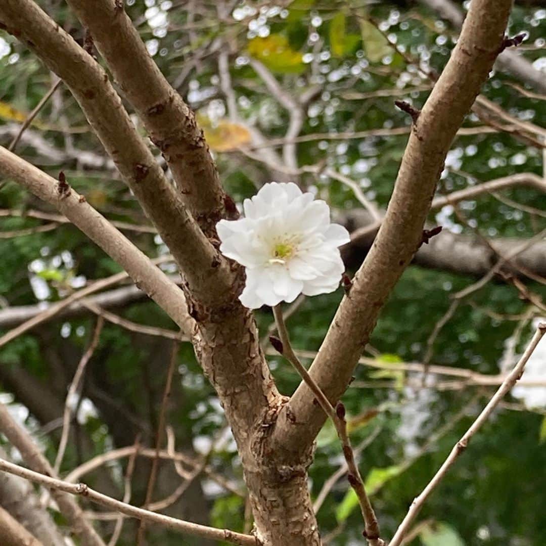 のインスタグラム：「確かにあちこちで咲いてる #早咲きにも程がある #桜 #秋の桜 #コスモスじゃなくてね」