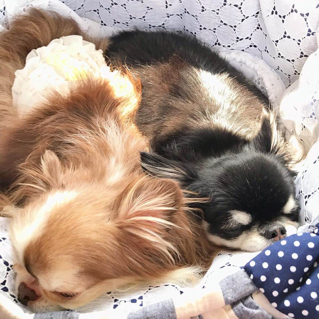 kayoのインスタグラム：「* * * トリミング帰りの 車の中🚗 * * 気持ちよさそうに寝てる😪💤 * * Lychee💓Melon * * #chihuahua#chihuahualove#dogstgram#dog#instadog#チワワ#チワワ大好き#チワワのいる暮らし * * *」