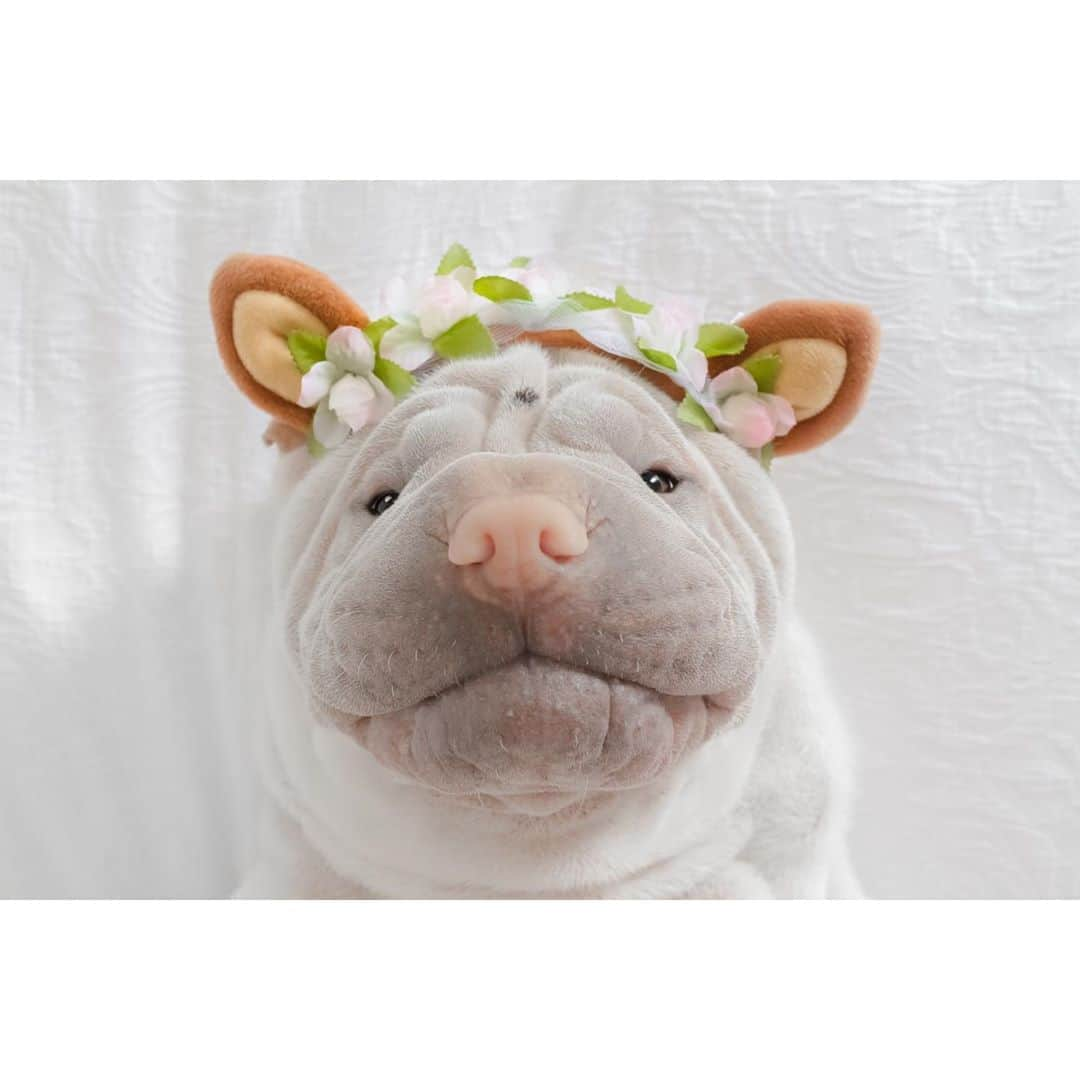 annie&pADdinGtoNさんのインスタグラム写真 - (annie&pADdinGtoNInstagram)「Oh deer 🦌🍃 #spring #lambington #sharpei #sharpeisofinstagram #sharpeisoftheworld #love #deer #dog #dogsofinstagram #dog_features #doglover #ilovemydog #dogoftheday #squishyfacecrew #doglife #dogcostume #iloveyoutothemoonandback」10月14日 14時13分 - anniepaddington