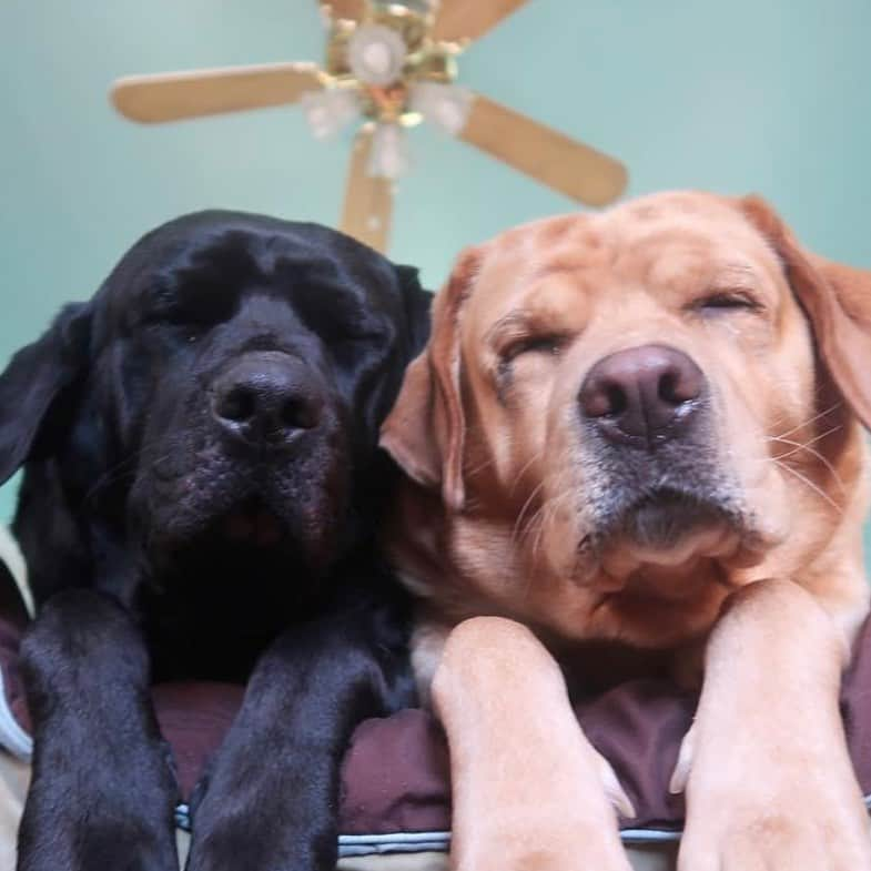 Jake And Gingerさんのインスタグラム写真 - (Jake And GingerInstagram)「Oh! Hello!  #labretriever #lab #labradors_universal #labrador #labrador #labradorretriever #labrador #dogsofinstagram #doglife #dog #pet #petsofinstagram #petlovers #petportrait #petstagram #petfriendly #petlife #petlover #petlove #petloversofinstagram #petloversclub #love #marriage」10月14日 5時38分 - jake_n_ginger