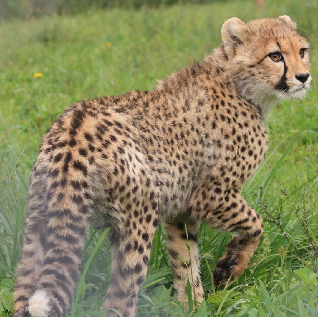 スミソニアン国立動物園のインスタグラム