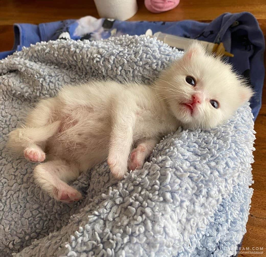 Cats of Instagramさんのインスタグラム写真 - (Cats of InstagramInstagram)「From @bottlebabyfosters: “I’m not entirely sure that Stardust isn’t a literal animated stuffed animal.  We had a convo today about how she’s a marshmallow and not a real kitten.  She sat there staring at my face and purring, so I’ll take that as confirmation.” #catsofinstagram」10月14日 6時09分 - cats_of_instagram