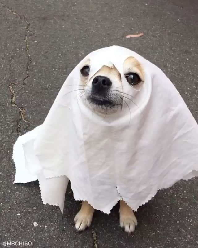 DogsOf Instagramのインスタグラム：「“some ghosts say boo, others say aroo 👻” writes @mrchibo   #dogsofinstagram」