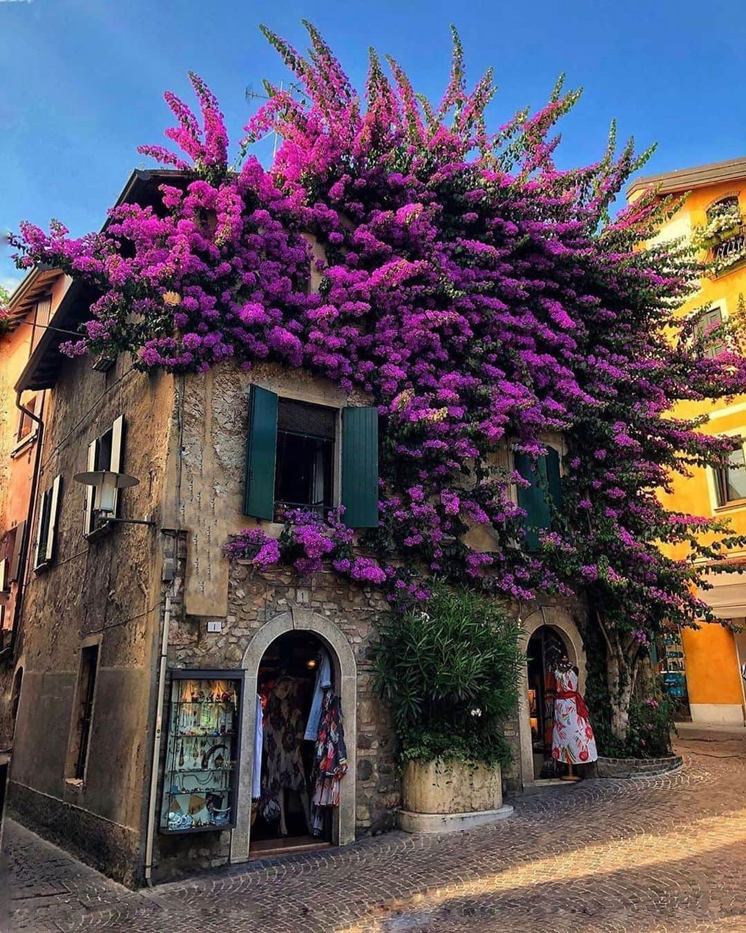 Canon Photographyさんのインスタグラム写真 - (Canon PhotographyInstagram)「Stunning flowers in rural Italy 🇮🇹 Photography // @the__mirk Curated by @steffeneisenacher  #italy #flowers #flowersofinstagram #italyvacations #lakegarda」10月14日 6時15分 - cpcollectives