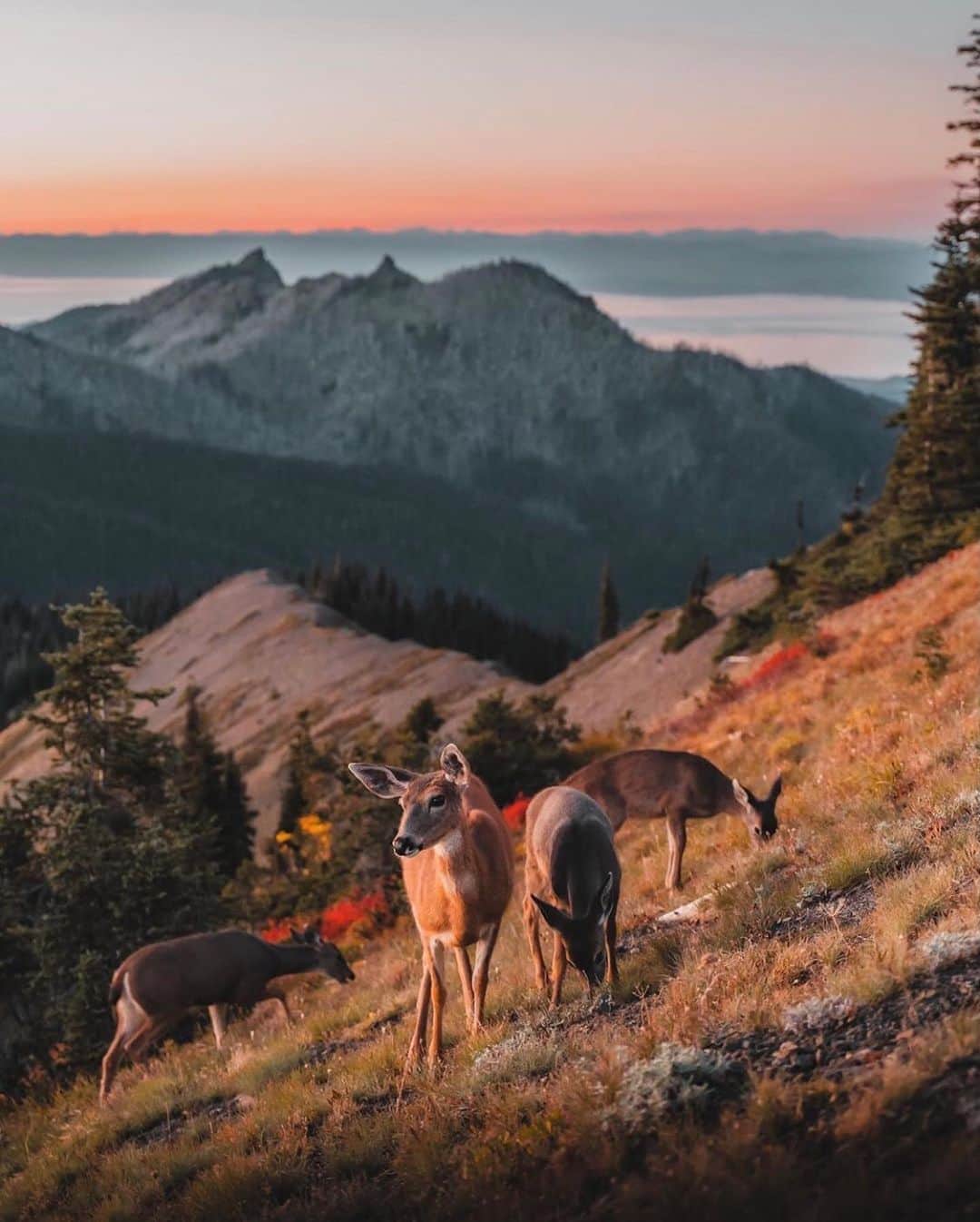 FOLKのインスタグラム：「Just some deer and a few favorites. 1.) @kyle.fredrickson 2.) @goreenor 3.) @_marcelsiebert 4.) @ericmattt 5.) @chelseamealo 6.) @kaseymantiply」