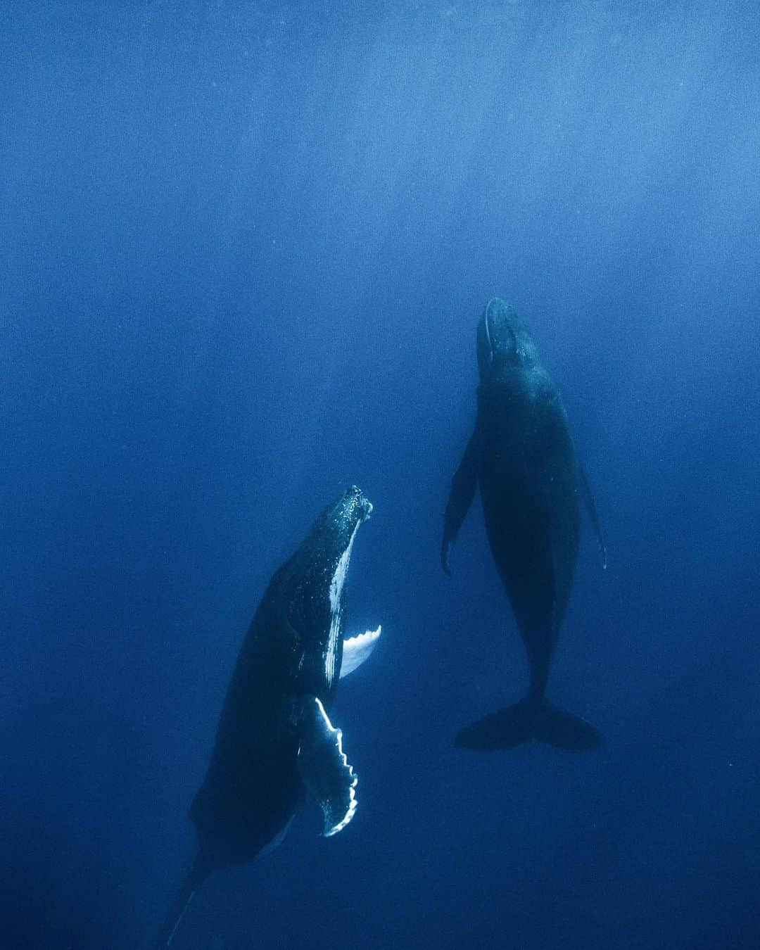 goproさんのインスタグラム写真 - (goproInstagram)「Photo of the Day: #GoProFamily member @emmett_sparling swimming in silence amongst giants for the #GoProCreatorSummit with #GoProHERO9 Black 🐋 ⠀⠀⠀⠀⠀⠀⠀⠀⠀ Looking to step up your photo game? Subscribe to GoPro + save. Tap the product tag to get started 📷 ⠀⠀⠀⠀⠀⠀⠀⠀⠀ @GoProFR #GoProFR #GoPro #Whales #Humpback #Underwater」10月14日 7時06分 - gopro