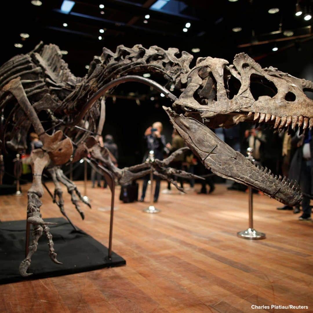 ABC Newsさんのインスタグラム写真 - (ABC NewsInstagram)「Visitors look at the skeleton of an Allosaurus that lived in Wyoming more than 150 million years ago, displayed at Drouot auction house in Paris, France.」10月14日 7時20分 - abcnews