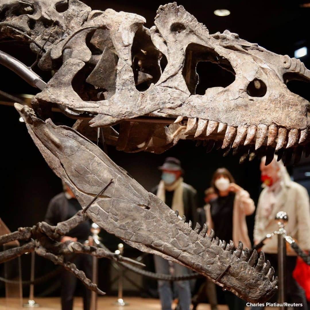 ABC Newsさんのインスタグラム写真 - (ABC NewsInstagram)「Visitors look at the skeleton of an Allosaurus that lived in Wyoming more than 150 million years ago, displayed at Drouot auction house in Paris, France.」10月14日 7時20分 - abcnews