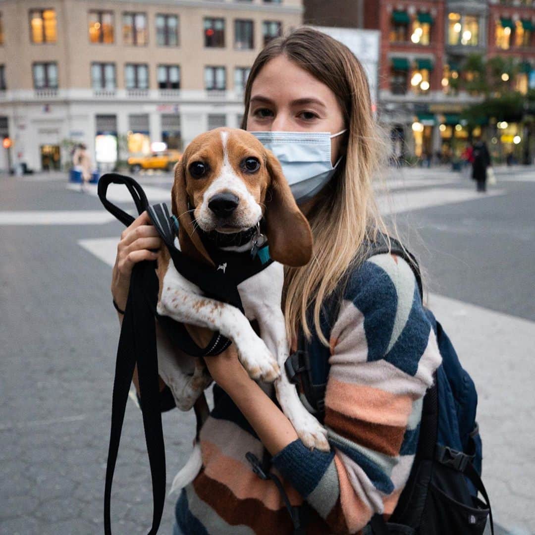 The Dogistさんのインスタグラム写真 - (The DogistInstagram)「Benji, Beagle (5 m/o), Union Square, New York, NY • “Squirrel obsessed.”」10月14日 7時35分 - thedogist