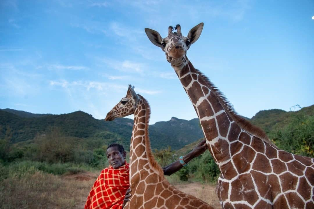 ナショナルジオグラフィックさんのインスタグラム写真 - (ナショナルジオグラフィックInstagram)「Photo by @amivitale / Wildlife keeper Lekupania stands with orphaned reticulated giraffe at Reteti Elephant Sanctuary (@r.e.s.c.u.e), where they will be rehabilitated and returned to the wild. Across Africa, giraffes are undergoing what is being termed a silent extinction. Current estimates are that giraffe populations across Africa have dropped nearly 40 percent in three decades, plummeting from 150,000 in the 1980s to fewer than 100,000 today. Reticulated giraffe themselves number fewer than 16,000. Scientists are now undertaking major studies to understand why giraffes are disappearing and what can be done to stop it. Follow @amivitale @r.e.s.c.u.e @giraffe_conservation @sdzsafaripark to learn more, including how to get involved. @thephotosociety #giraffe #giraffes #kenya #stoppoaching #conservation」10月14日 7時35分 - natgeo