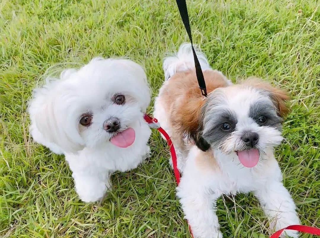 のインスタグラム：「. 今日も目一杯遊ぶ❤❤ . . #ペット#愛犬の散歩#子犬#パピー#わんちゃん#わんちゃん大好き#犬好きさんと繋がりたい#犬バカ#子犬#シーズーカット#ペットは家族#肉球#ペットのいる生活#動物好き#犬好きな人と繋がりたい#犬すたぐらむ#わんこのいる暮らし#malteselovers#malteseofinstagram#maltesegram #shihtzu#shihtzulovers#shihtzusofinstagram#pet#petstagram#dog#dogstagram#doglover#shihtzugram #shihtzumania」