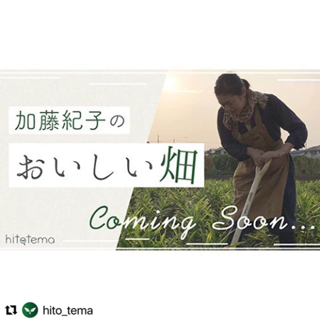 加藤紀子さんのインスタグラム写真 - (加藤紀子Instagram)「大好きな畑での野菜作り、 お料理のことなど、 書かせていただく事になりました🌱 ホクホク、ホカホカ感じてもらえますよう。  #Repost @hito_tema with @make_repost ・・・ 🌱 新連載予告 🌱 . 畑をライフワークとされている、 タレントの加藤紀子さん。 @katonoriko . 今月からhitotemaで新連載が始まります。 月1回、旬のおいしいコラムが届きますよ。 詳細はもうすぐお知らせできますので、 楽しみにしていてくださいね！ . #hitotema #ひとてま #加藤紀子 さん #カトノリ農園 #加藤紀子のおいしい畑 #畑チャンネル #加藤によだれ #家庭菜園 #畑仕事 #野菜 #家庭菜園好きな人と繋がりたい #旬の食材 #旬の野菜 #野菜たっぷり」10月14日 7時53分 - katonoriko
