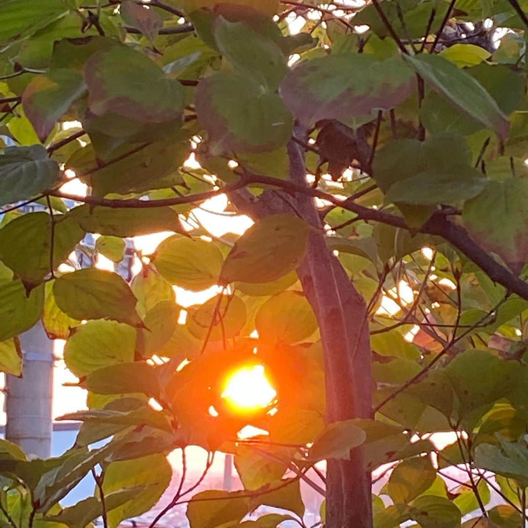 西川忠志さんのインスタグラム写真 - (西川忠志Instagram)「#夜明け   皆様 #おはようございます 。  庭の木の葉の間から太陽が😊  今日の大阪の日の出は6時02分。  本日も良いお天気になりそうですね！  僕はロケに行かせて頂きます！ ありがたいです🙇‍♂️😊  そして楽しいロケとなりそうです😊‼️  行って参ります。  #吉本新喜劇   #西川忠志   #感謝」10月14日 8時05分 - nishikawa_tada