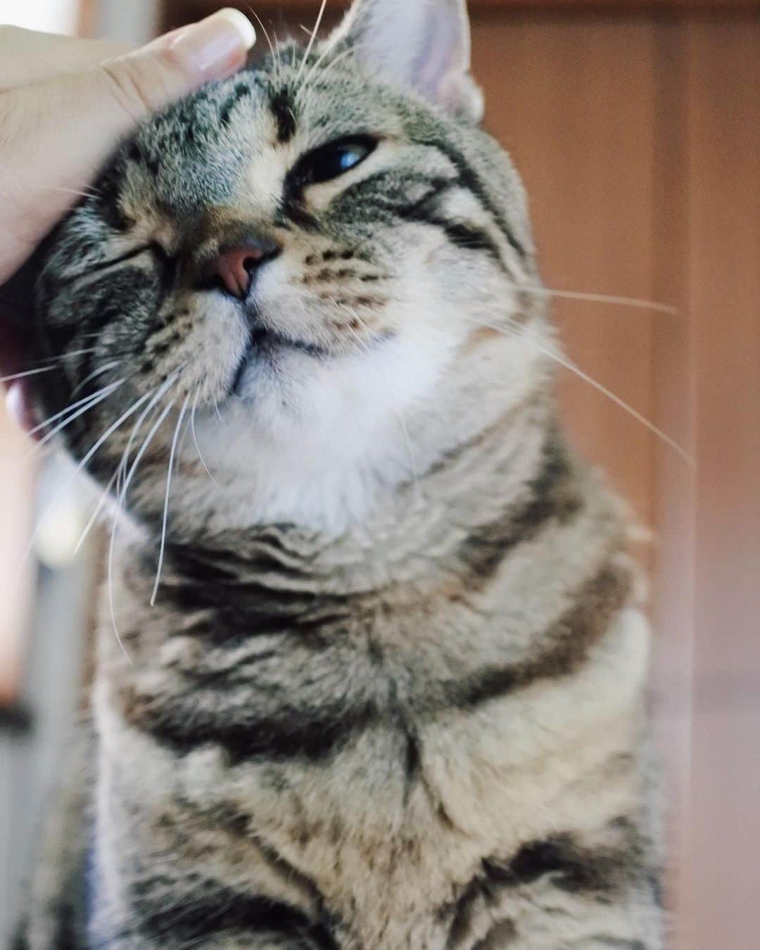 sancheloveさんのインスタグラム写真 - (sancheloveInstagram)「当たり前のように朝起きるとつくねさんがそばにいる。日常だけど、噛み締めて、大事に大事にしないとね..😽❤️今日も#おはよう   #起こし隊#kitty#catstagram#catstagram_japan#petstagram#picneko#instacat#meow#catoftheday#catofworld#ilovemycat#funnycat#にゃんこ#みんねこ#にゃんだふるらいふ#ふわもこ部#PECOねこ部#ねこまみれ#ねこ休み展#americanshorthair#アメショ#アメリカンショートヘア#ねこのいる暮らし Tsukune」10月14日 8時21分 - sanchelove
